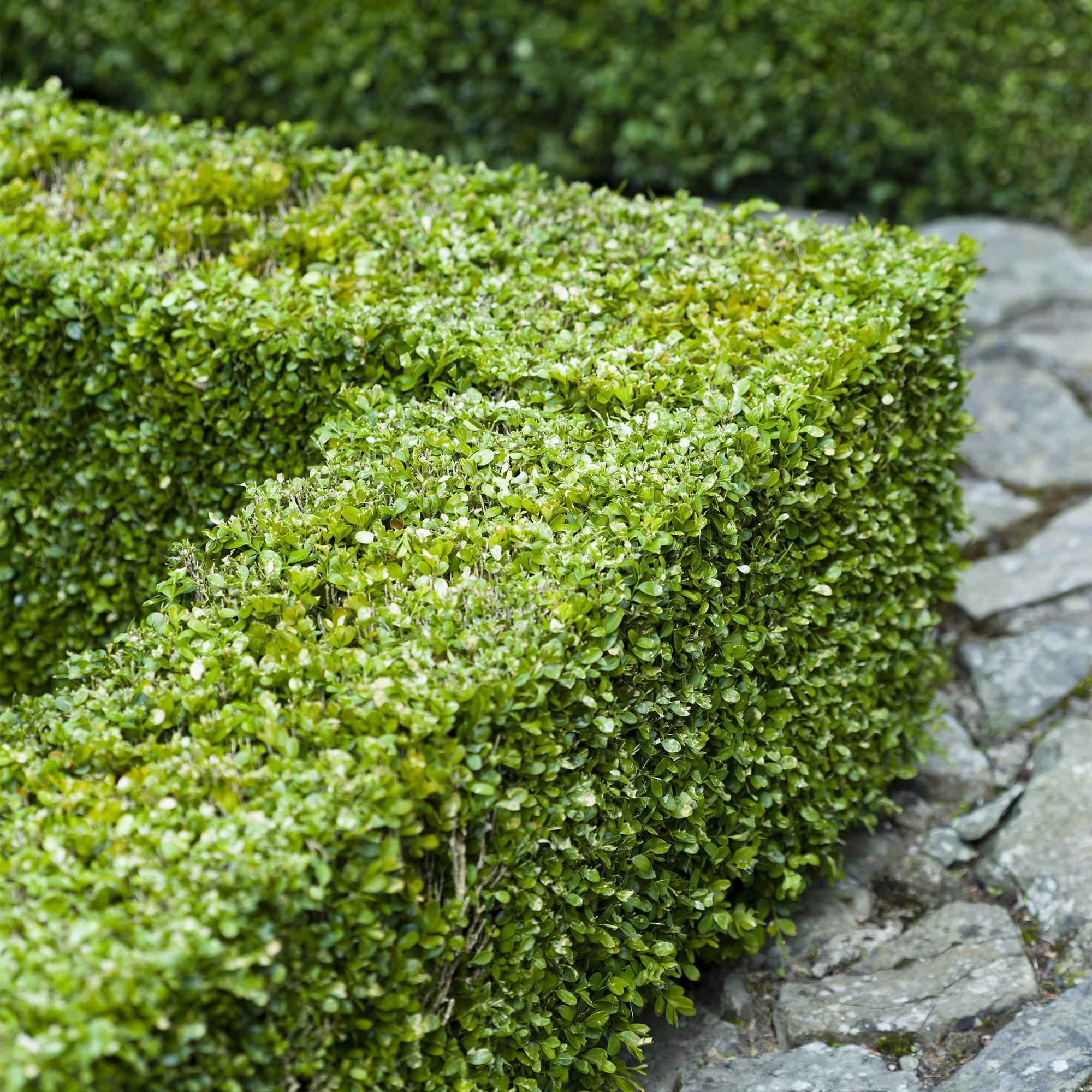 Image of Gewöhnlicher Buchsbaum Buxus sempervirens – Immergrüne Heckenpflanzen – 8 Pflanzen – 1m – 9cm Höhe 20-25cm – Grün – Pflegeleicht-4