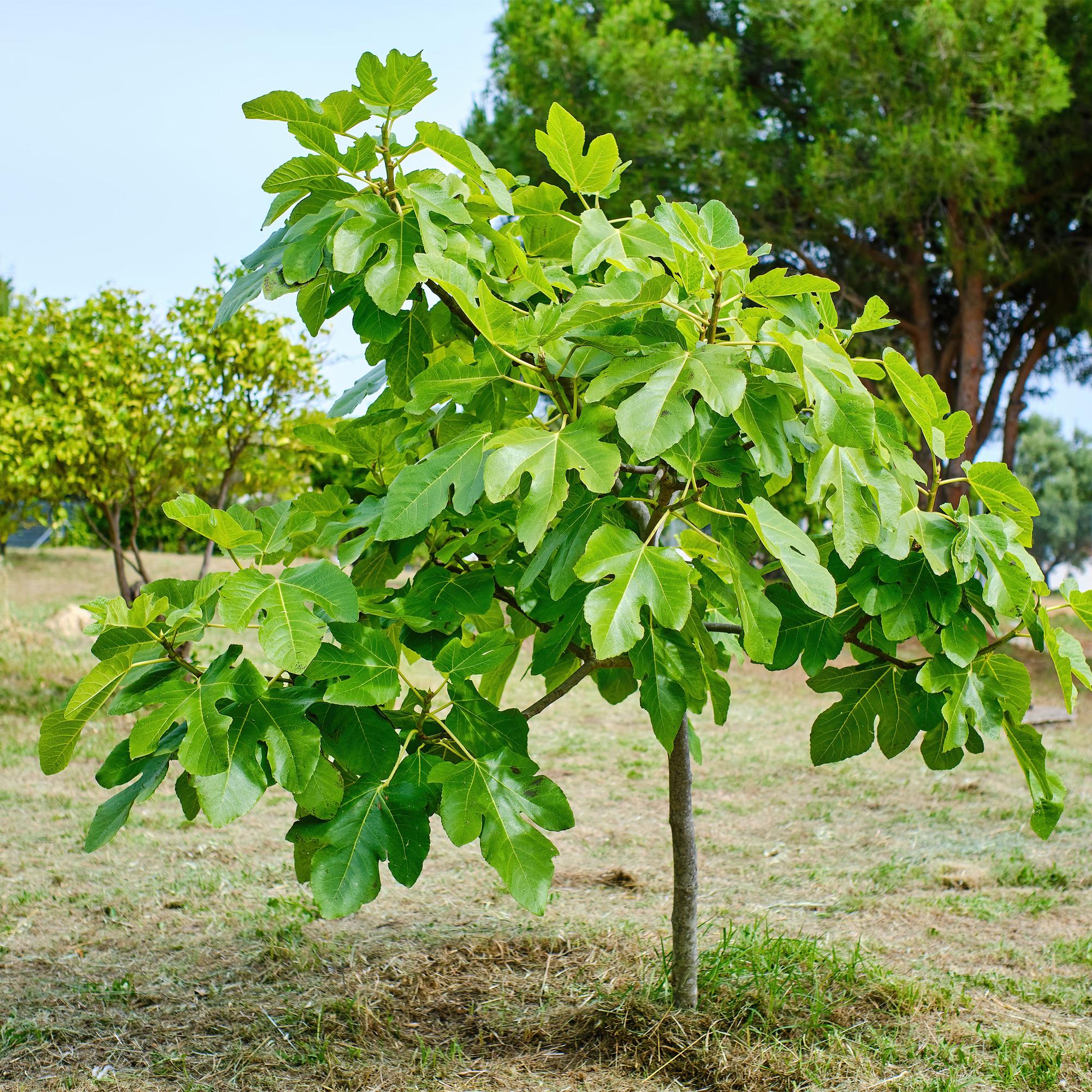 Image of Feigenbaum Ficus carica 'Brown Turkey' – Stamm – Pflanze – Höhe ca. 90cm – Ø19cm – Obstpflanze für Terrasse & Garten – Essbare Früchte-4