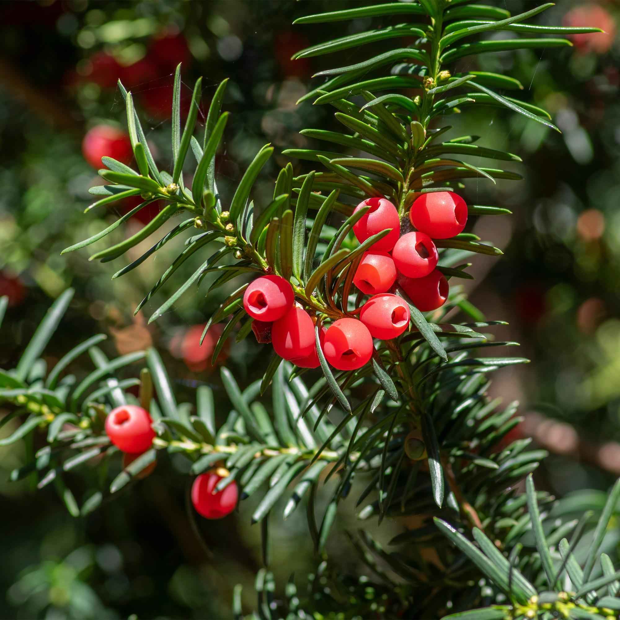 Image of Europäische Eibe Taxus baccata – Immergrün – Heckenpflanze – 6 Pflanzen – 17cm x H60cm – pflegeleicht-2
