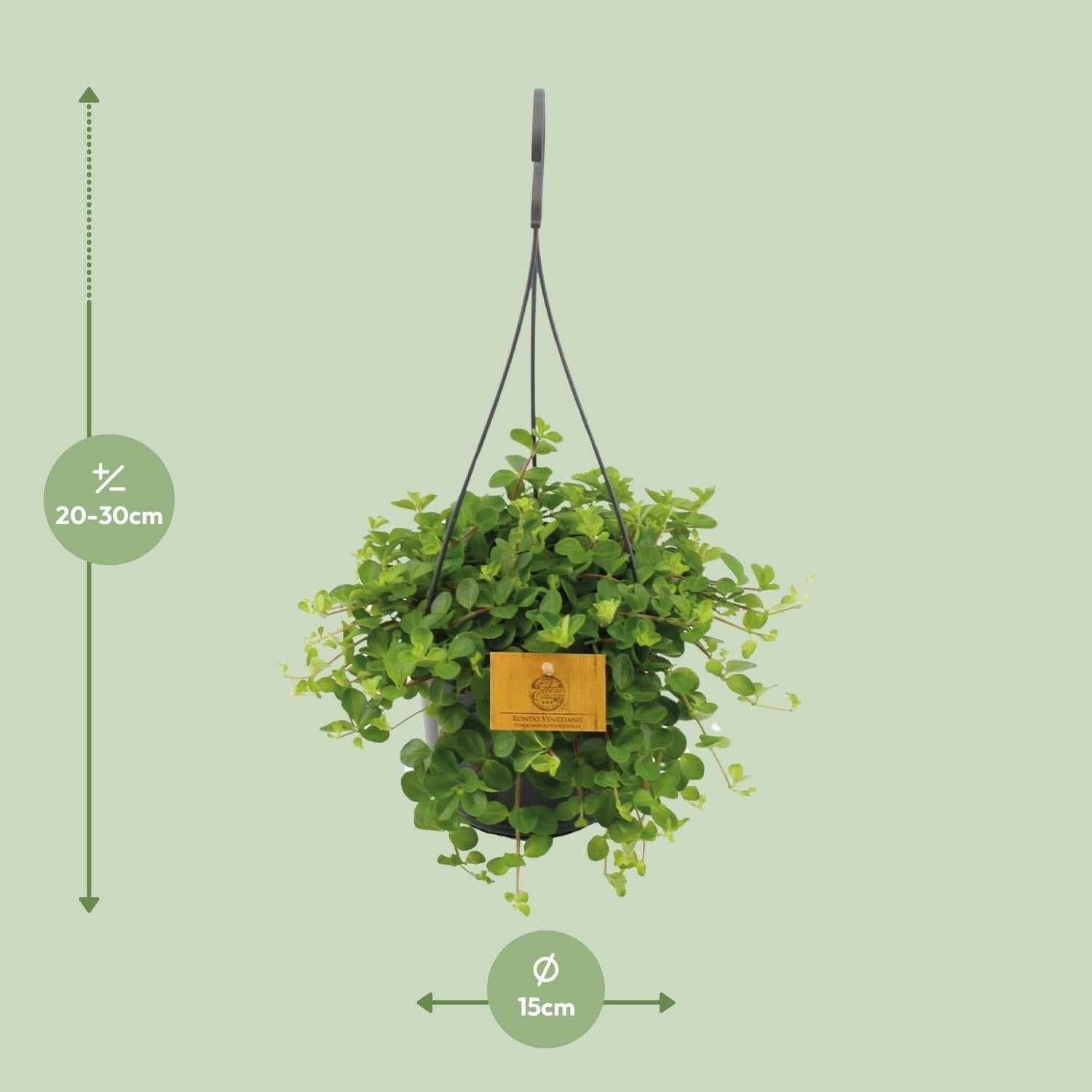 Image of Zwergpfeffer Peperomia Rotundifolia – Zimmerpflanze – Glänzende Blätter – Ø15 cm, Höhe 25 cm – Pflegeleicht