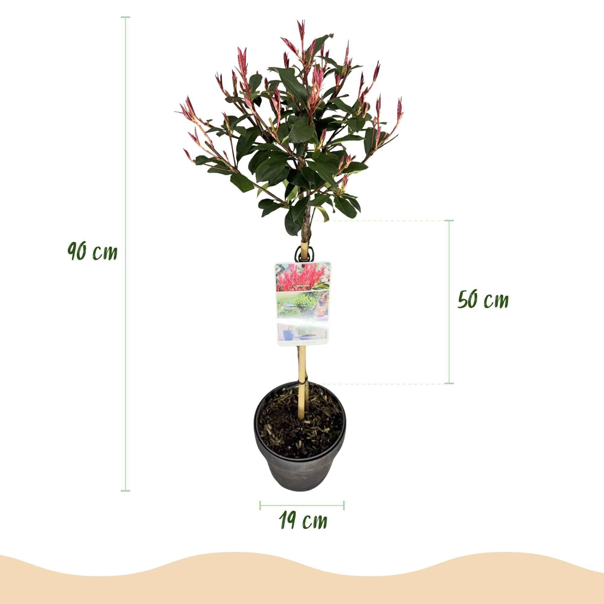 Image of Glanzmispel Photinia fraseri Carré Rouge – 19cm Höhe ca.90cm – Immergrün & winterhart – Grün – rotes Laub – Ziergehölz-2