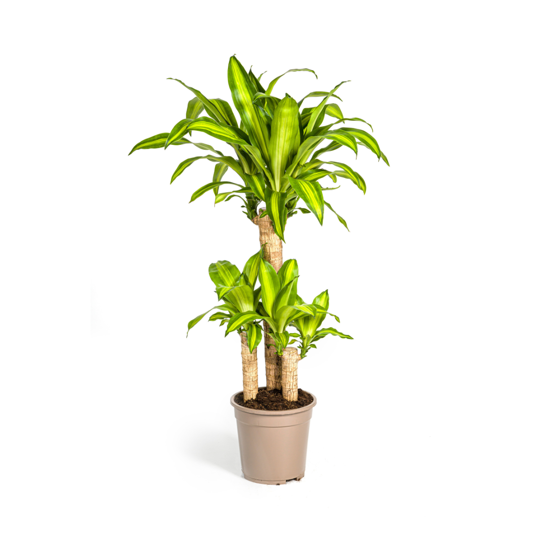 Image of Drachenbaum – Dracaena Fragrans Massangeana – Zimmerpflanze – Tropisches Flair – Luftreinigend – Ø21cm – Höhe 90-110cm – Pflegeleicht-0