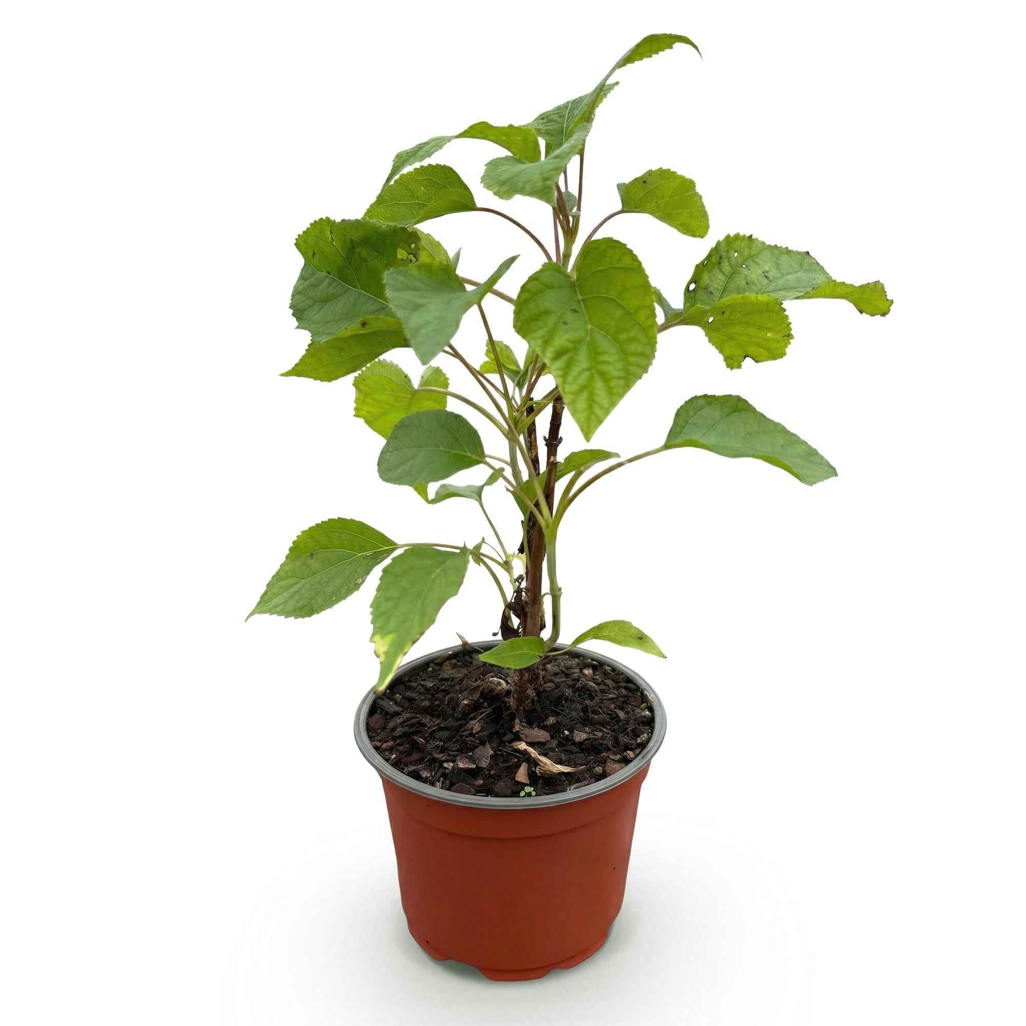 Image of Hortensie Hydrangea arborescens Annabelle winterhart weiß 20-30cm im 12cm Topf für Garten Beet Balkon Terrasse bienenfreundlich pflegeleicht-2