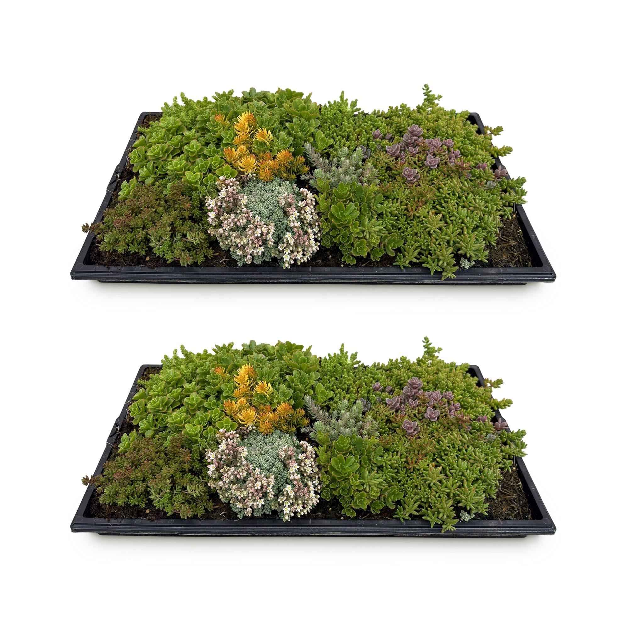 Image of Bodendecker Sedummatte – Winterhart – 2 Vegetationsmatten – 10 Sorten – Pflegeleichte Sukkulentenmatte für Garten, Dachbegrünung & Terrasse – 50x30cm