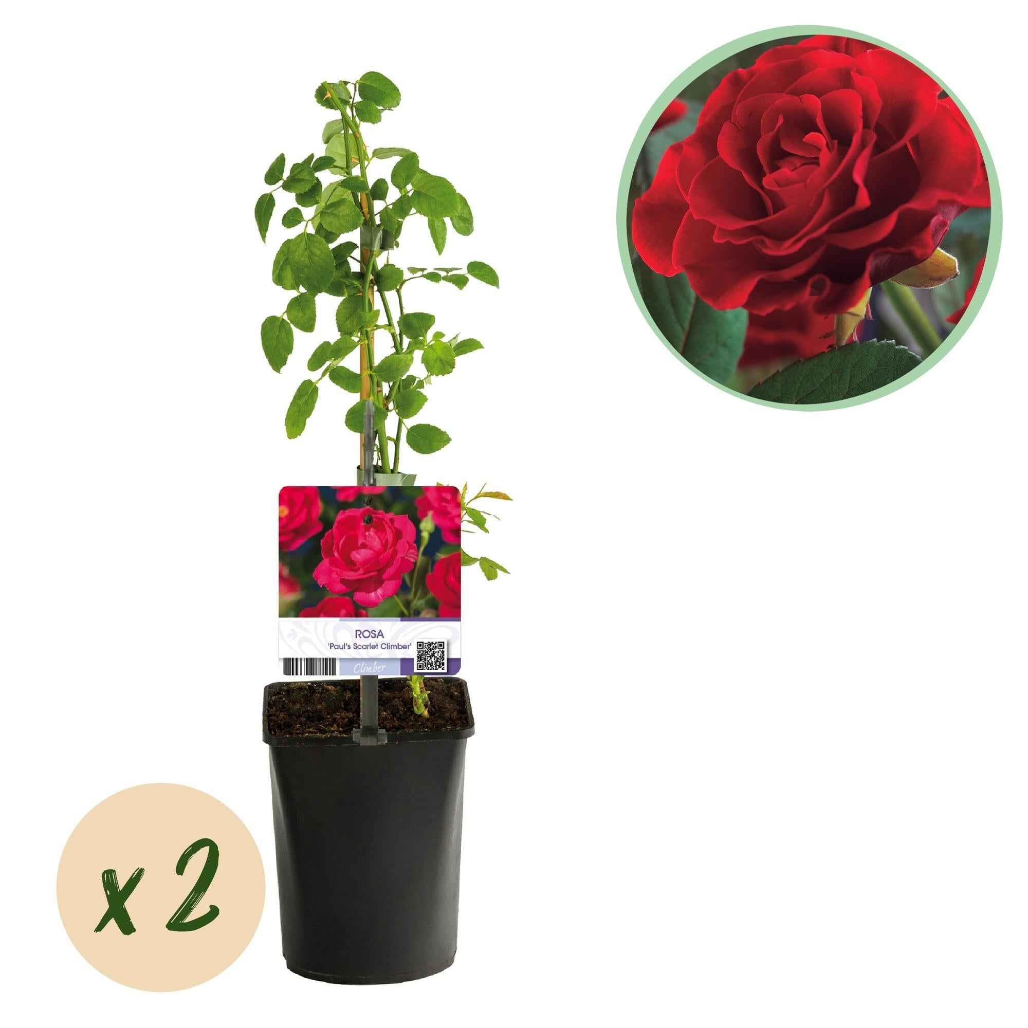 Image of Kletterrose - Rosa Paul Scarlet Climber - Blüte Rot - Wenig Pflege - 2 Pflanzen - Topf 11cm Höhe 40cm-1