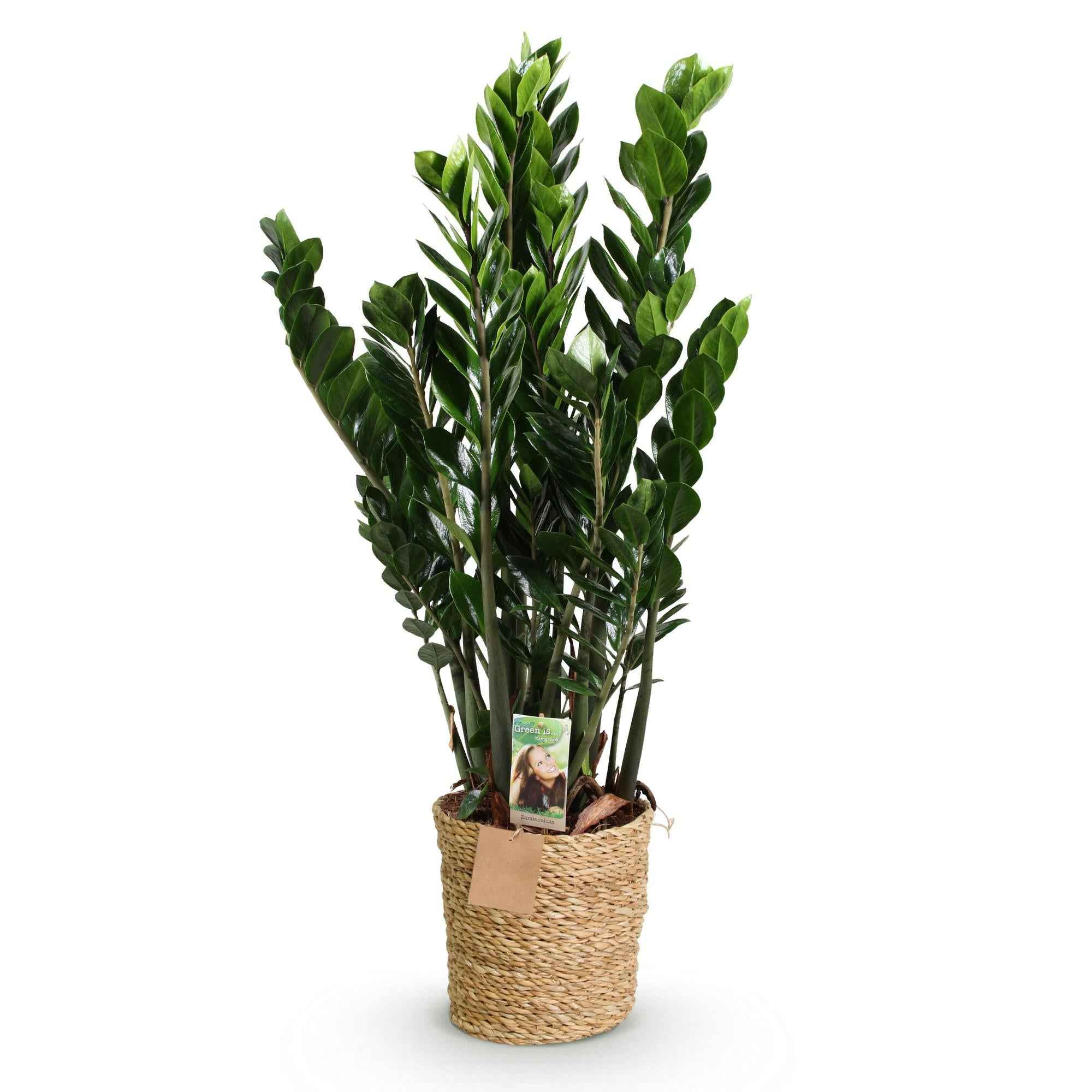Image of Zamioculcas – 80-90cm – 21cm inkl. Naturkorb – Pflegeleichte ZZ – Pflanze – Robust & luftreinigend – Grünpflanze für Wohnzimmer, Büro & Schlafzimmer-0
