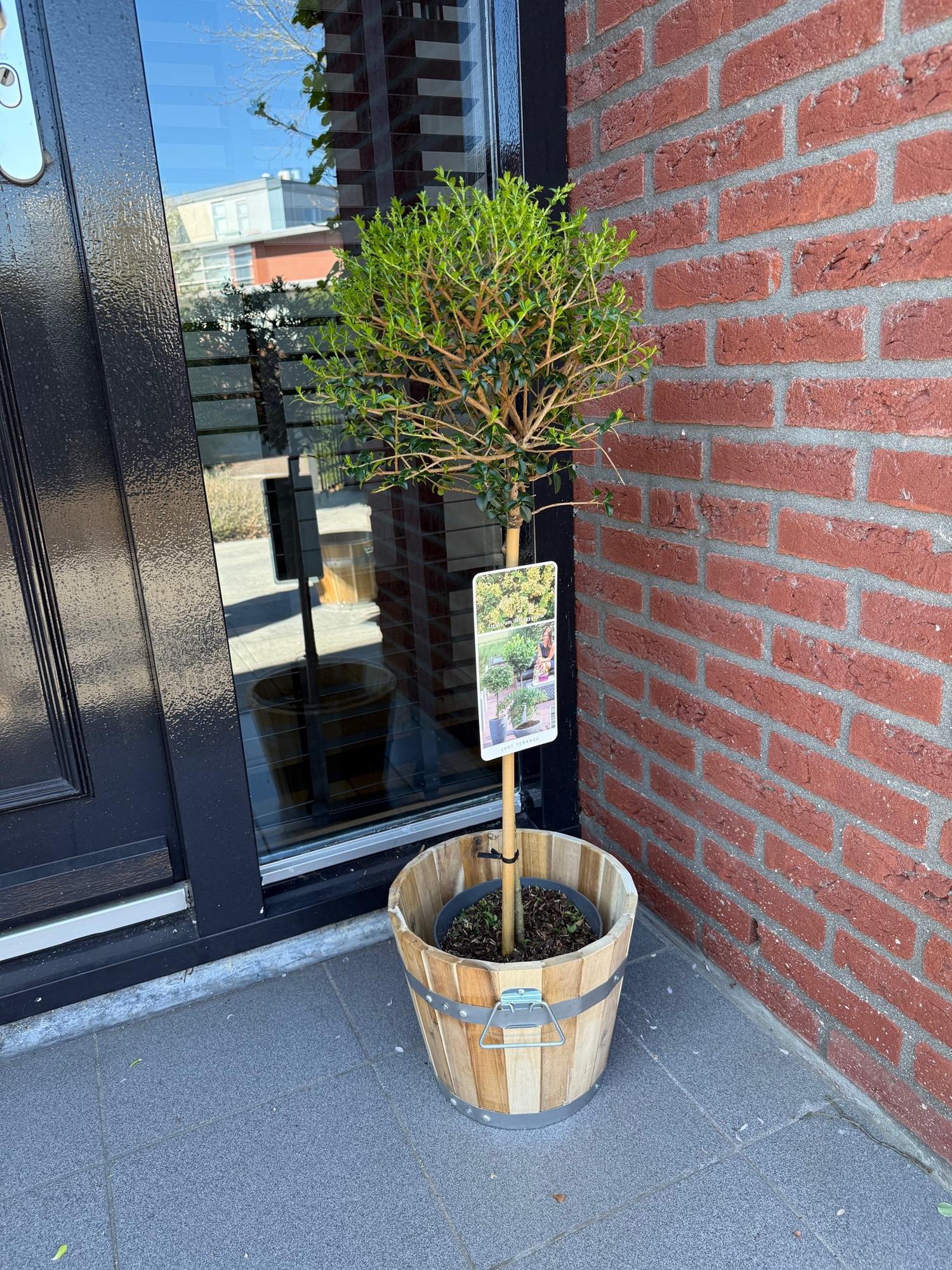 Image of Ligustrum delavayanum Stamm – Pflanze – Immergrün – Pflegeleicht – Ø19cm – Höhe ca. 90cm – Sichtschutz & Stil für Terrasse & Balkon-4