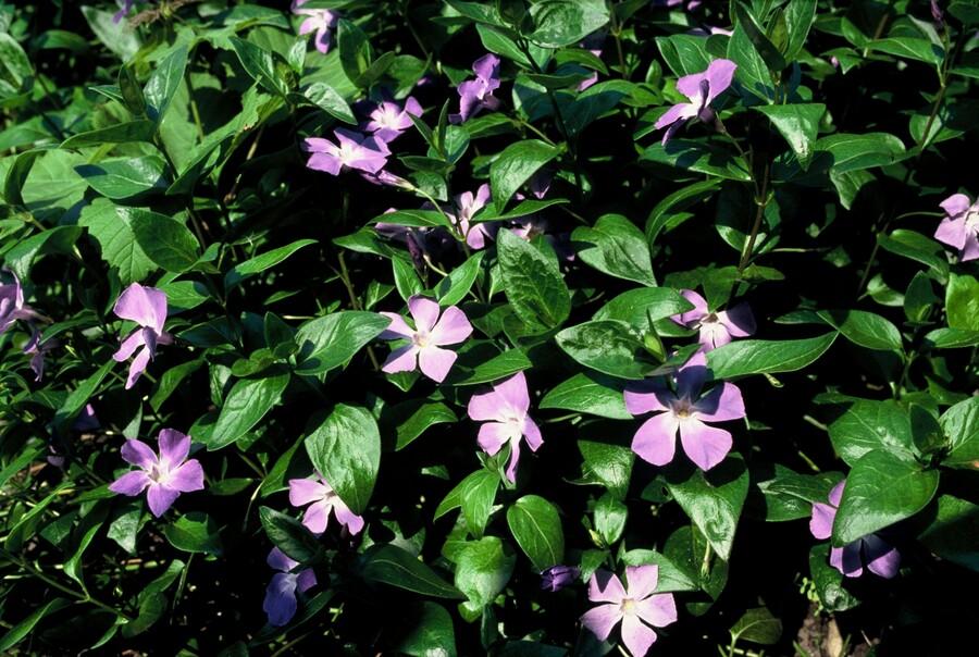 Image of Großes Immergrün Vinca major – ↕10-25cm – Ø9cm – 6 Pflanzen – Immergrüner Bodendecker mit violett – blauen Blüten-7