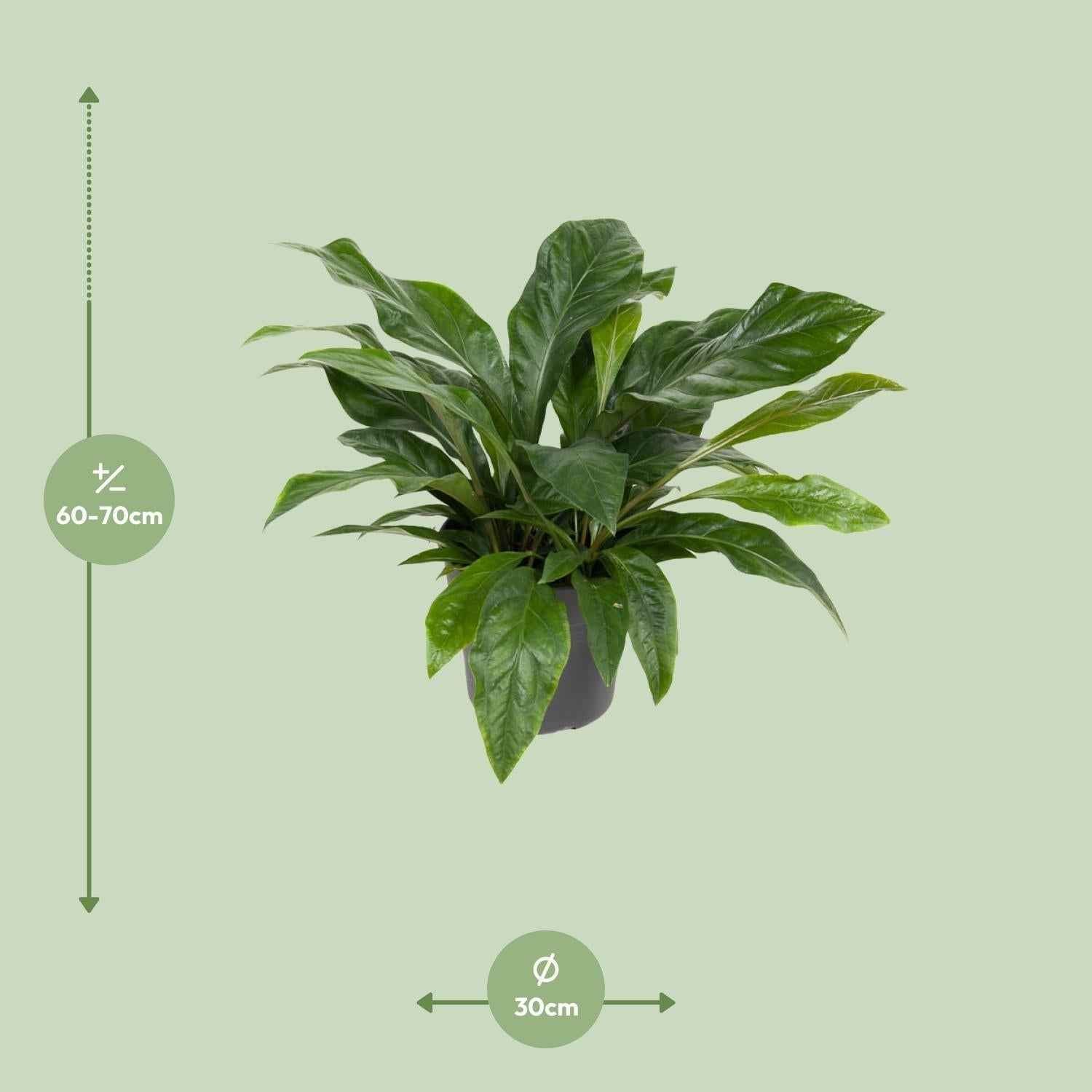 Image of Flamingoblume – Anthurium Jungle Bush – Zimmerpflanze – Ø30 cm – ↕70 cm – Pflegeleicht – Leuchtendes Laub – Tropisches Flair