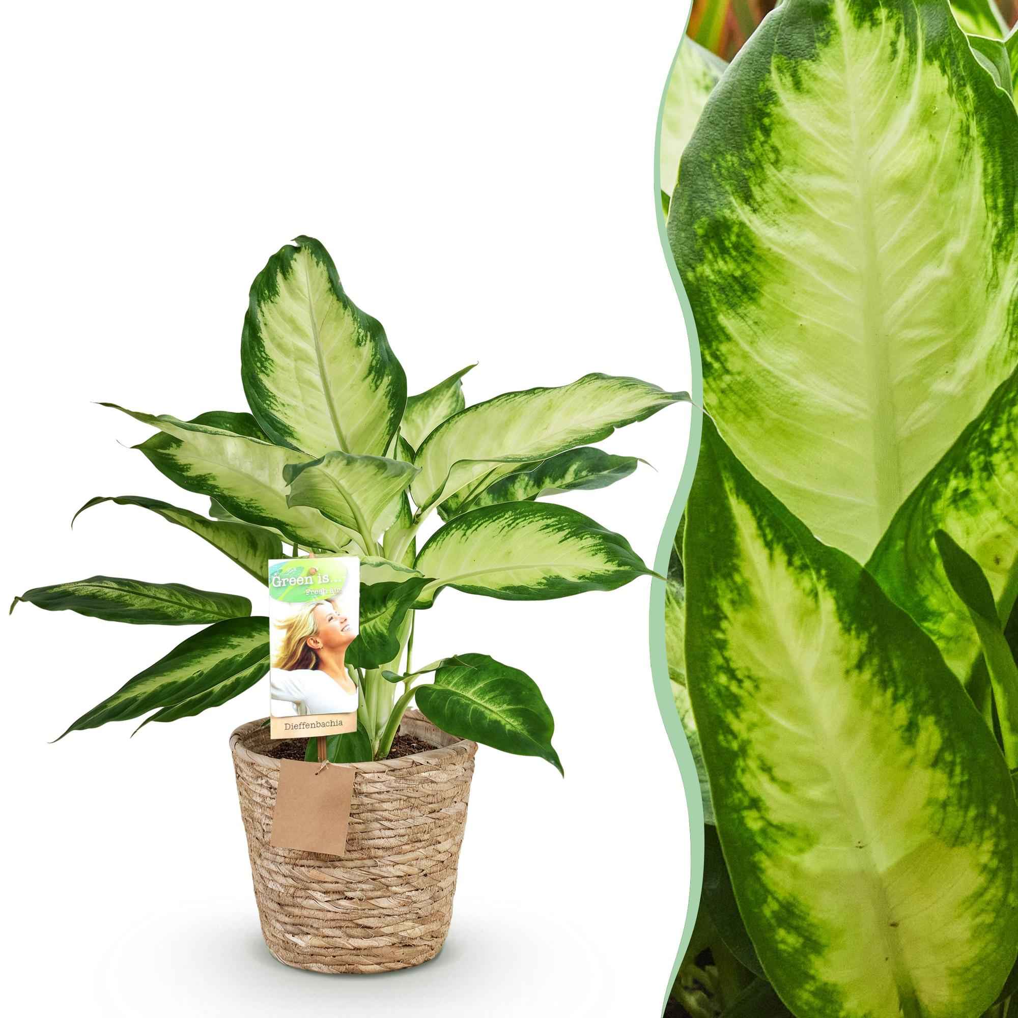 Image of Dieffenbachia Camilla – 45-50cm – 17cm inkl. Naturkorb – Pflegeleichte bunte Zimmerpflanze – Grün – creme gemustertes Blattwerk-1