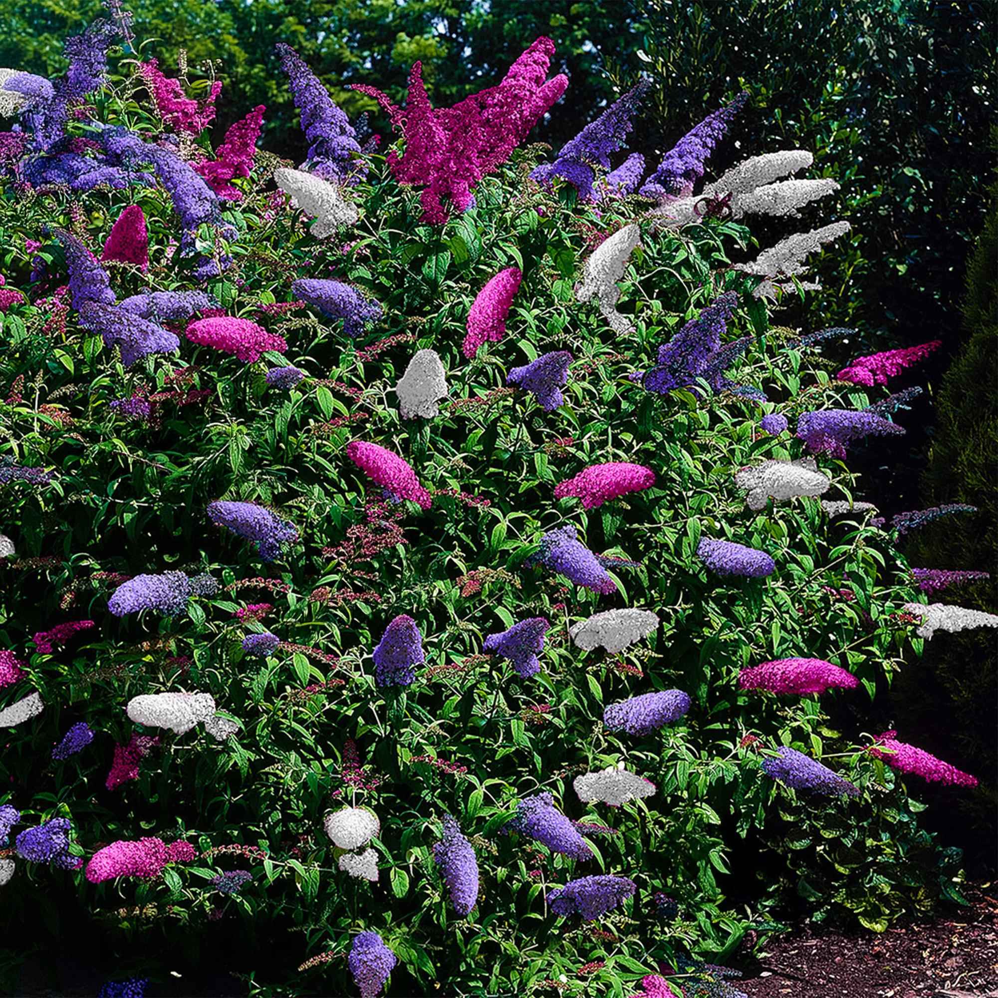 Image of Schmetterlingsstrauch Buddleja davidii Tricolour – Blüten Rosa, Weiß & Lila – Bienen – & Schmetterlingsfreundlich – 17cm x H30cm – pflegeleicht-0
