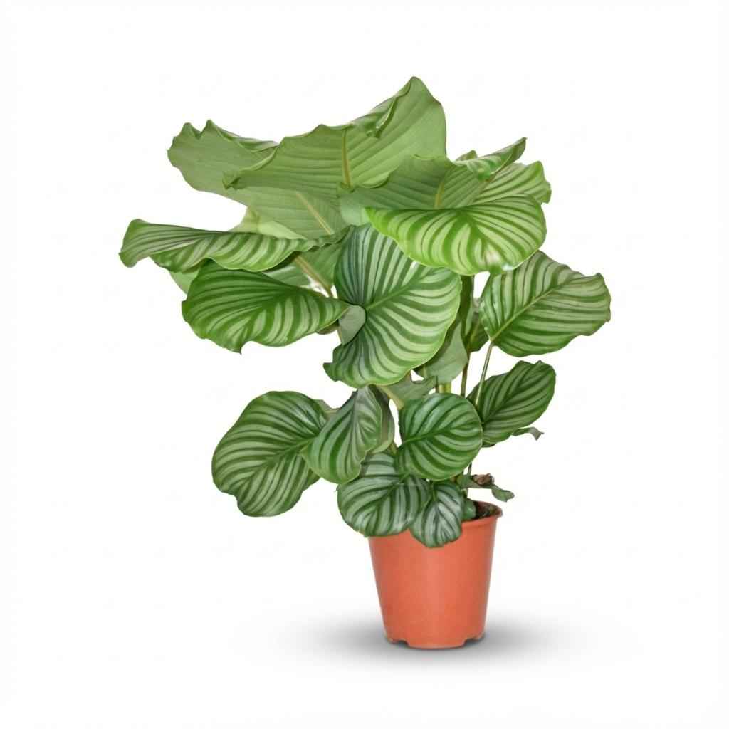 Image of Korbmarante Calathea Orbifolia – Ø17cm – Höhe 40-50cm – Große silbrig gestreifte Blätter – Dekorative Zimmerpflanze für Wohnraum Büro & Schlafzimmer-0