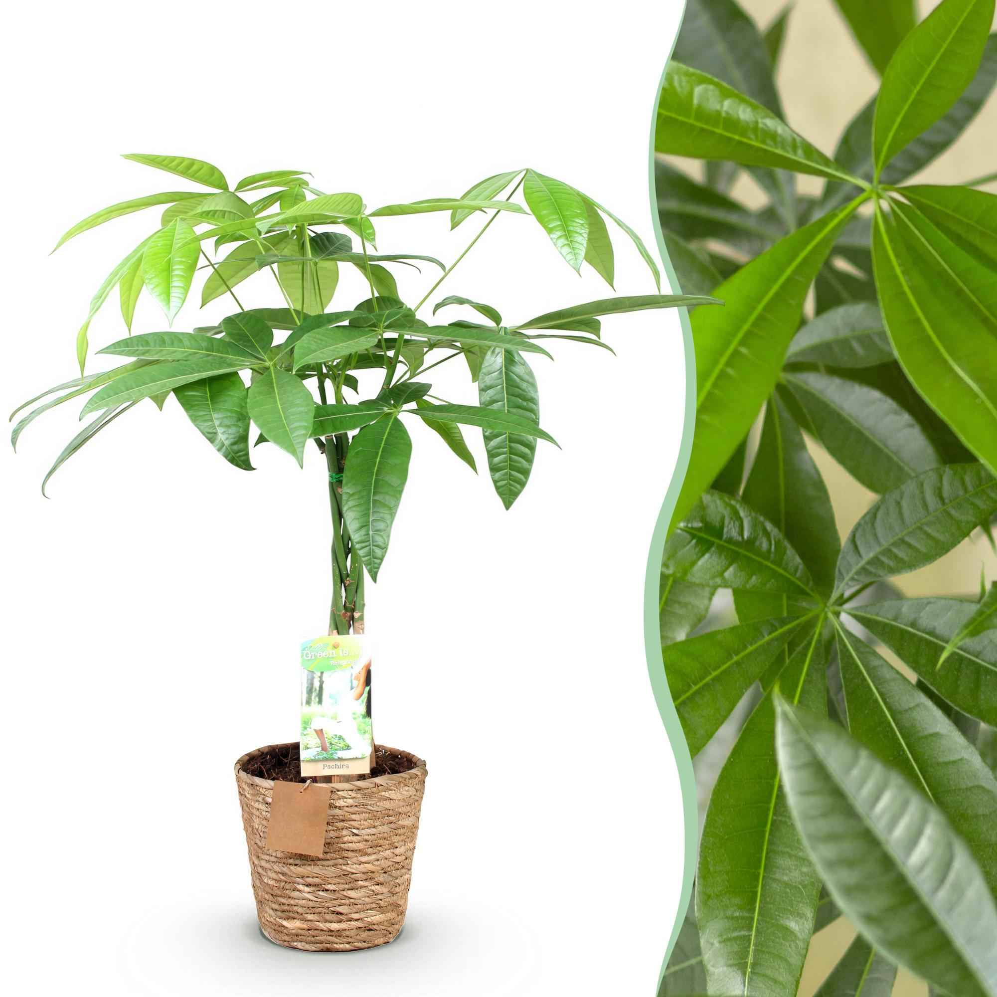 Image of Pachira Aquatica – 60-70cm – 17cm inkl. Naturkorb – Pflegeleichter Geldbaum mit geflochtenem Stamm-1