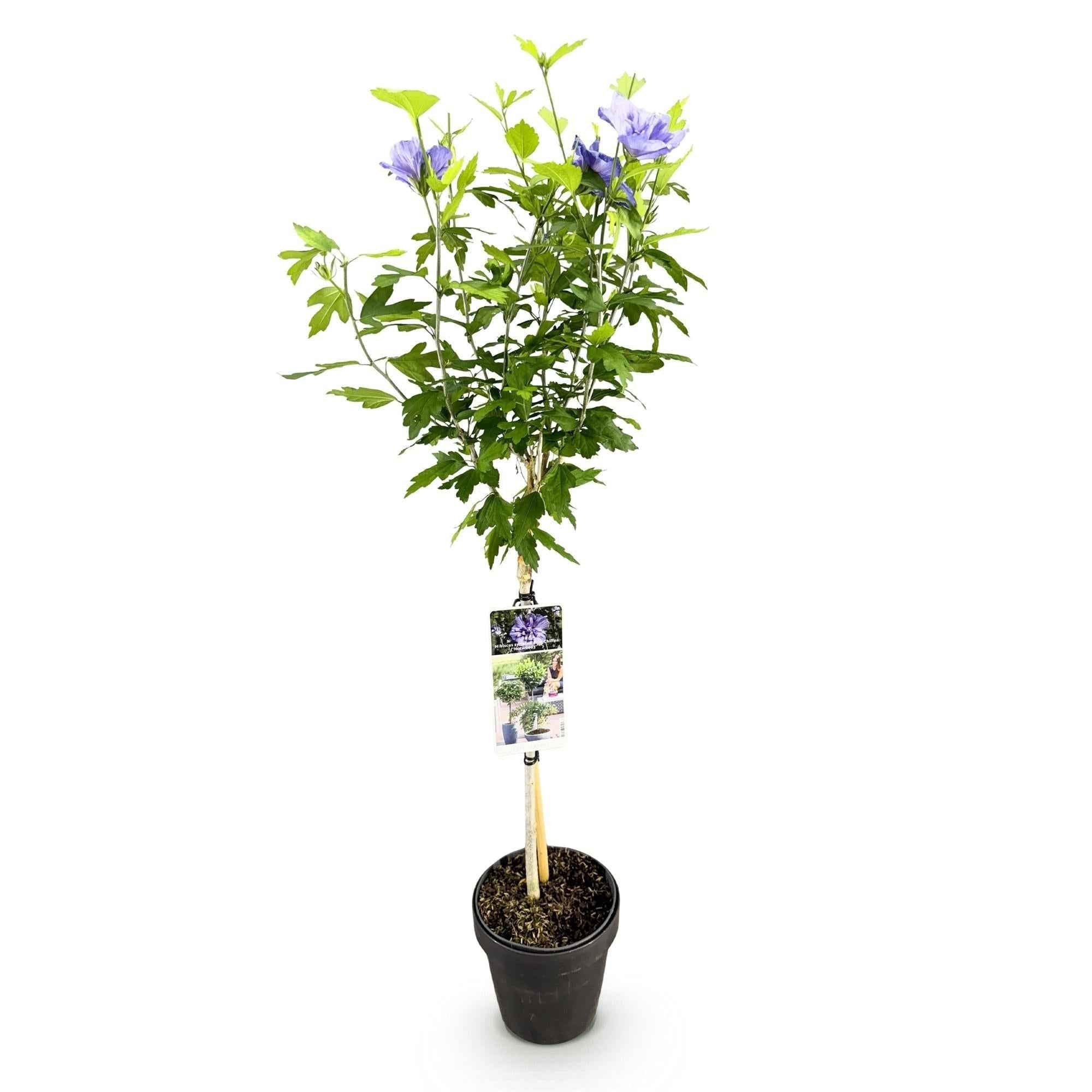 Image of Hibiscus syriacus Blue Chiffon – Pflegeleichte Stamm – Pflanze mit großen blauen Blüten – Laubabwerfend – Ø19cm – Höhe ca. 90cm-4