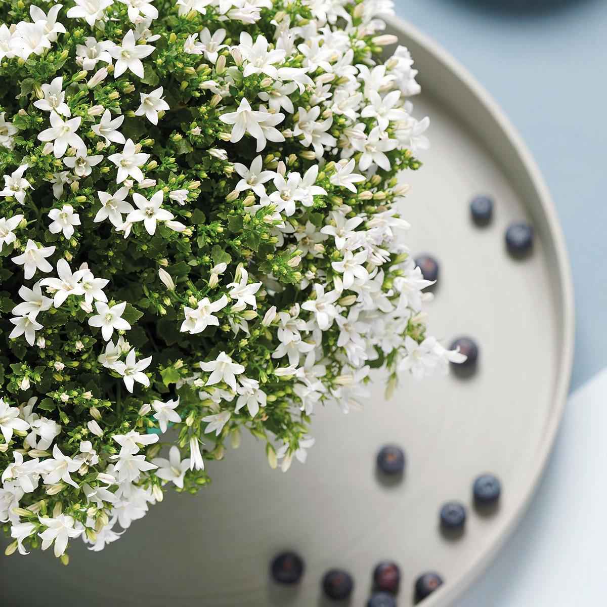 Image of Campanula Addenda Ambella weiß 6er Set – Glockenblume weiß Topfgröße 12cm – winterhart, lang blühend – Bodendecker für ca.1m²-1