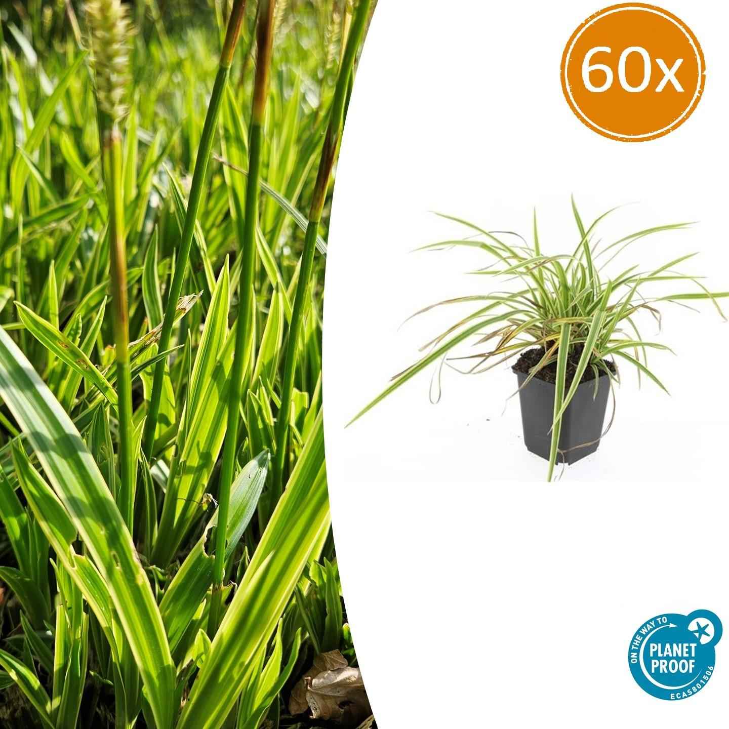Image of Goldrand Segge Carex morrowii 'Aureovariegata' – ↕10-25cm – Ø9cm – 60 Pflanzen – Immergrünes Ziergras – Gelb-grüne Panaschierung – Schattentauglich – Für Beete, Rabatten & Kübel-1