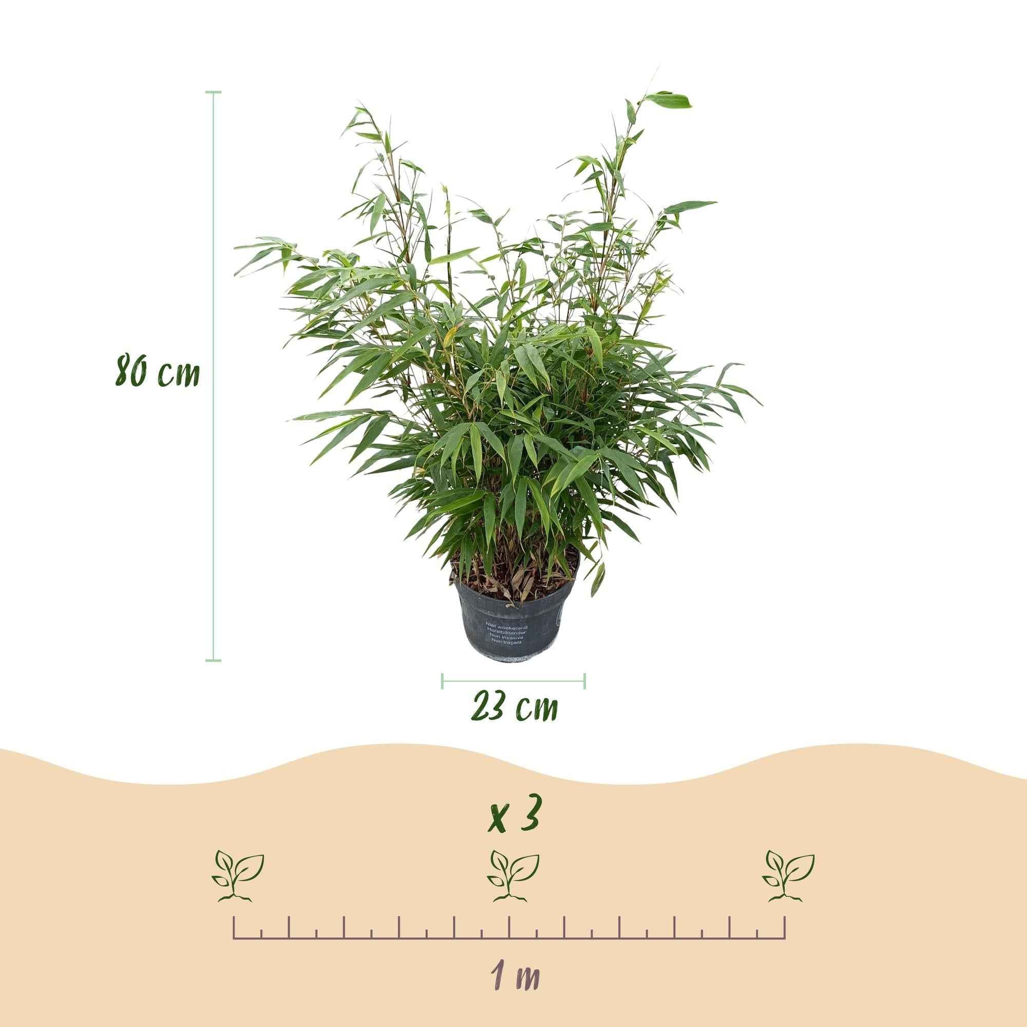 Image of Bambus Fargesia robusta Pingwu nicht wuchernd immergrün 80cm 23cm für Garten Terrasse Balkon Hecke Sichtschutz pflegeleicht winterhart grüne-3