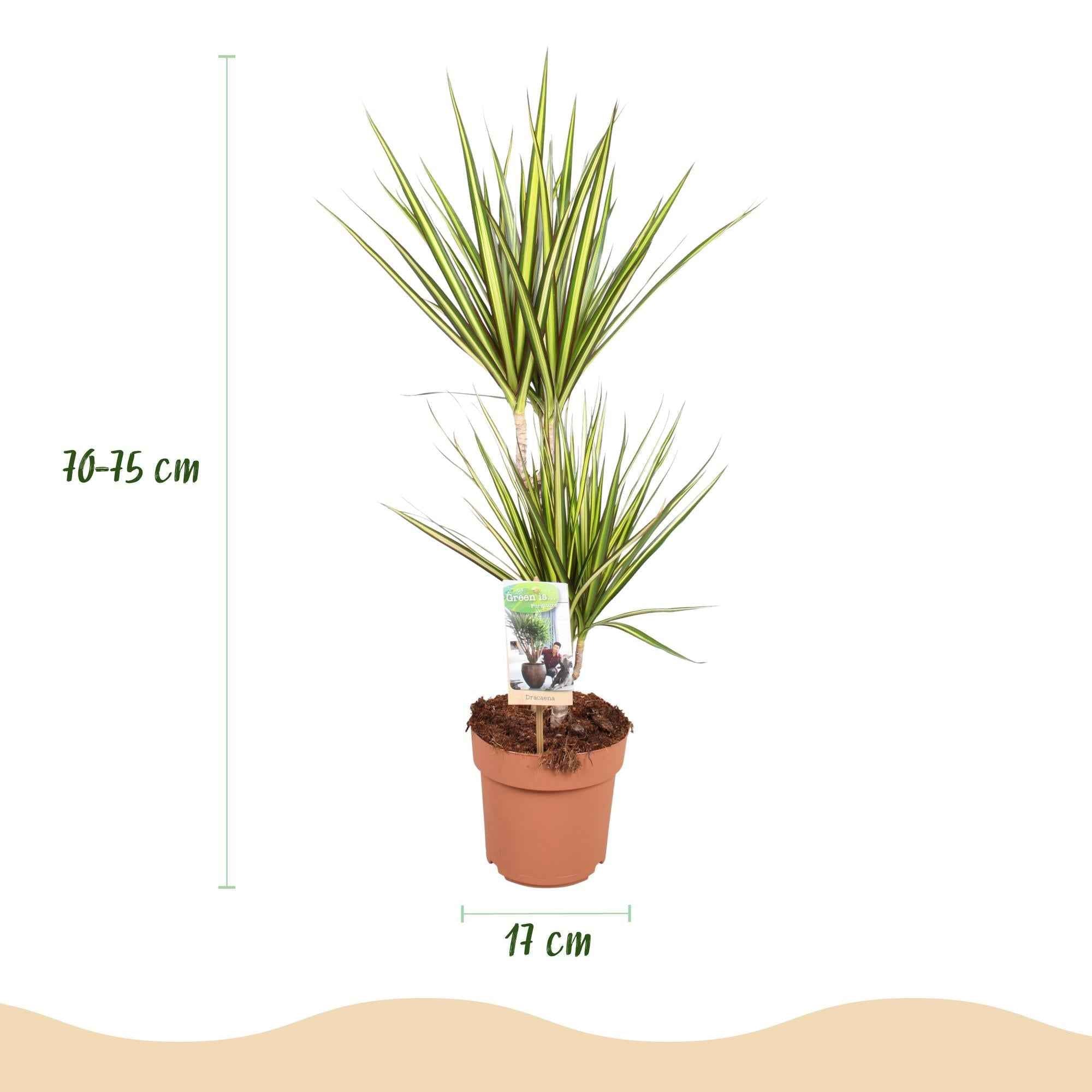 Image of Dracaena Sunray – Drachenblutbaum – 17cm – Höhe 70-75cm – Pflegeleichte Zimmerpflanze in Grün und Gelb für moderne Wohn – und Arbeitsräume-2