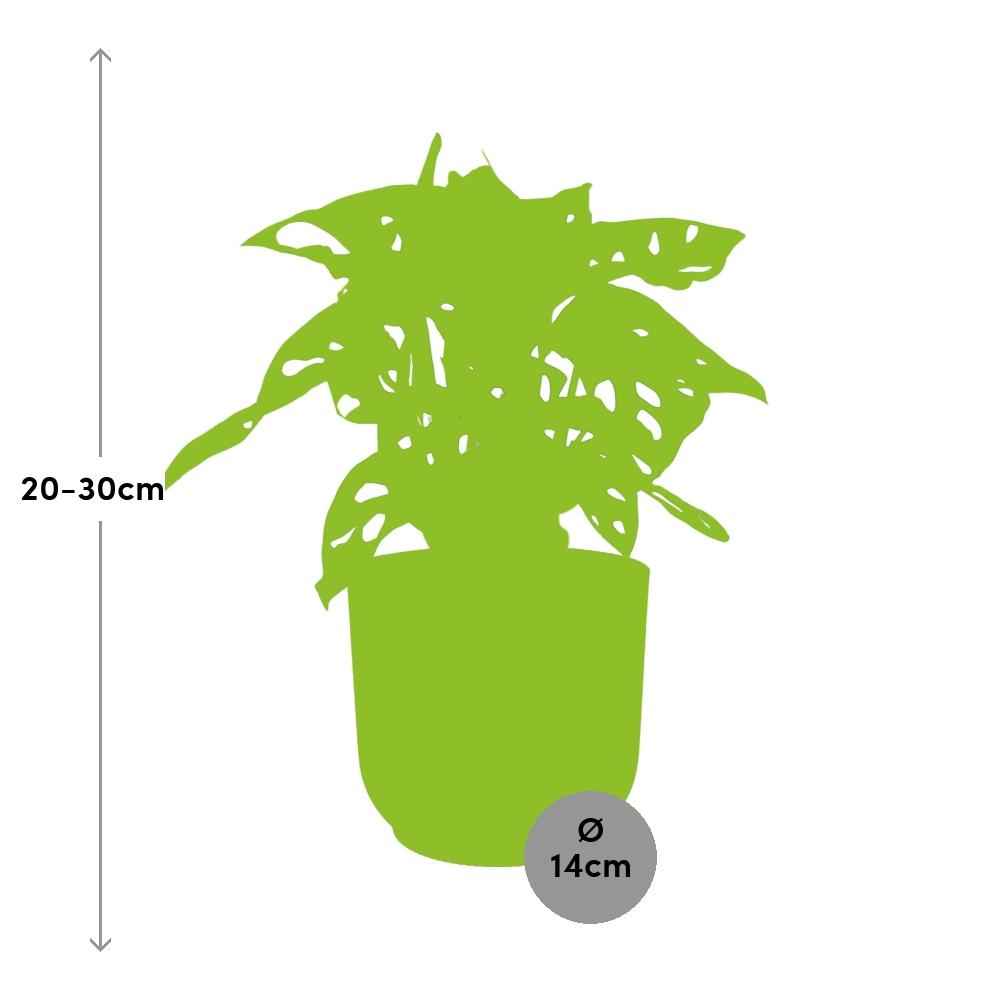 Image of Fensterblatt – Monstera ‘Monkey Leaf’ im Topf Vibes Fold 14cm – Zimmerpflanze im Dekotopf Rose – Pflegeleicht & luftreinigend-2