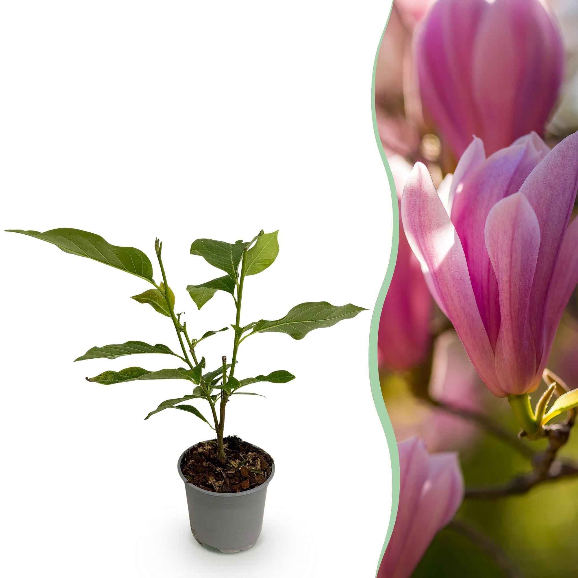Image of Magnolia Heaven Scent – 12cm – Höhe ca. 30cm – Laubabwerfende Magnolie mit zart duftenden cremeweißen Frühlingsblüten-0