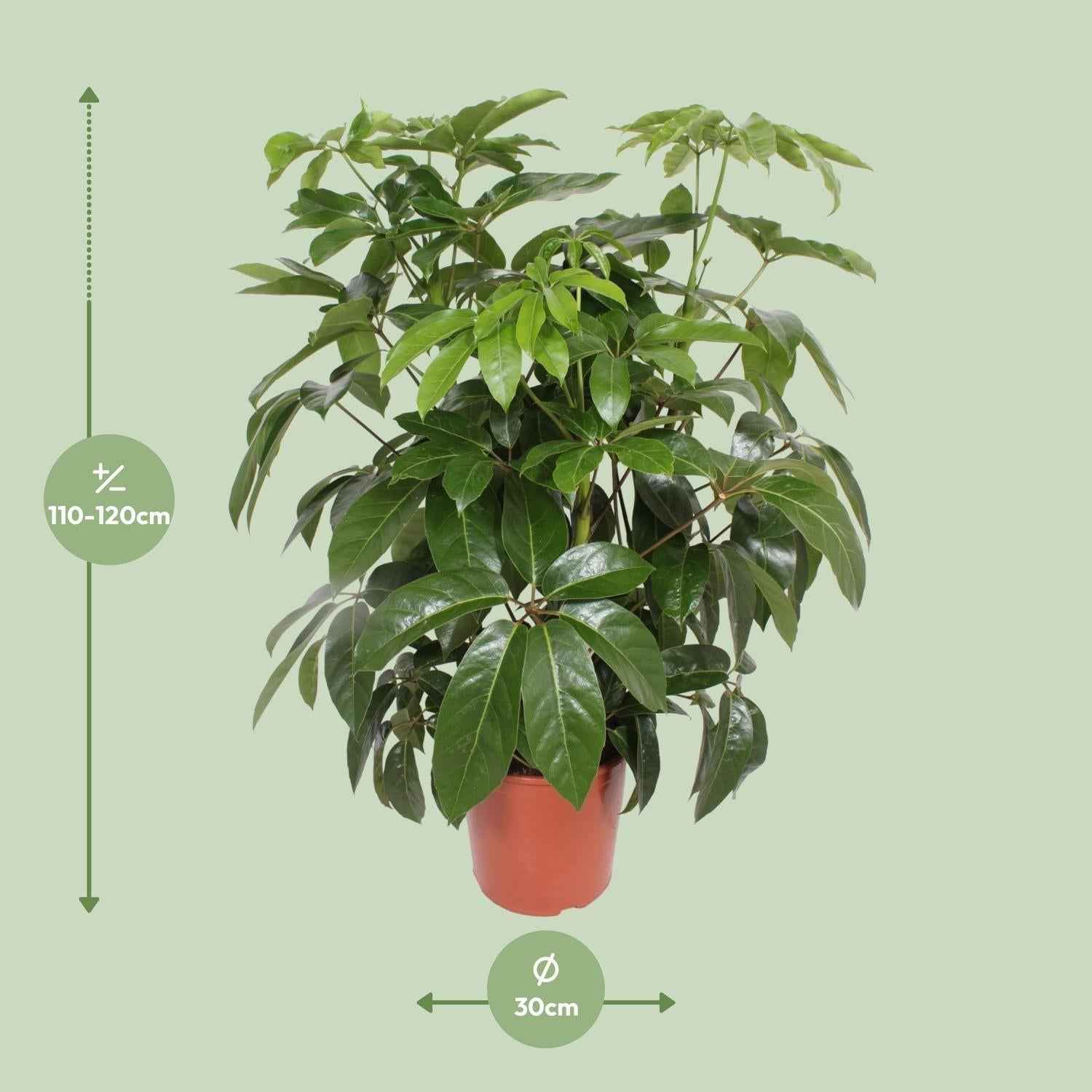 Image of Schefflera Amate – Strahlenaralie – Ø30cm ↕120cm – Große pflegeleichte Zimmerpflanze mit glänzend grünen Blättern für Büro & Wohnzimmer-1