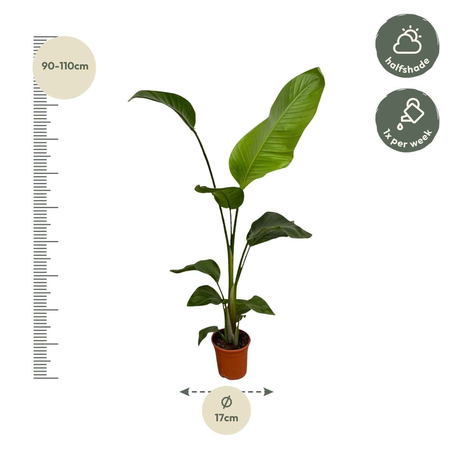 Image of Weißer Paradiesvogel – Strelitzia Nicolai – Zimmerpflanze – Ø17cm – ca. 100cm hoch – Exotisches Grün für Innenräume – 2 Pflanzen-2