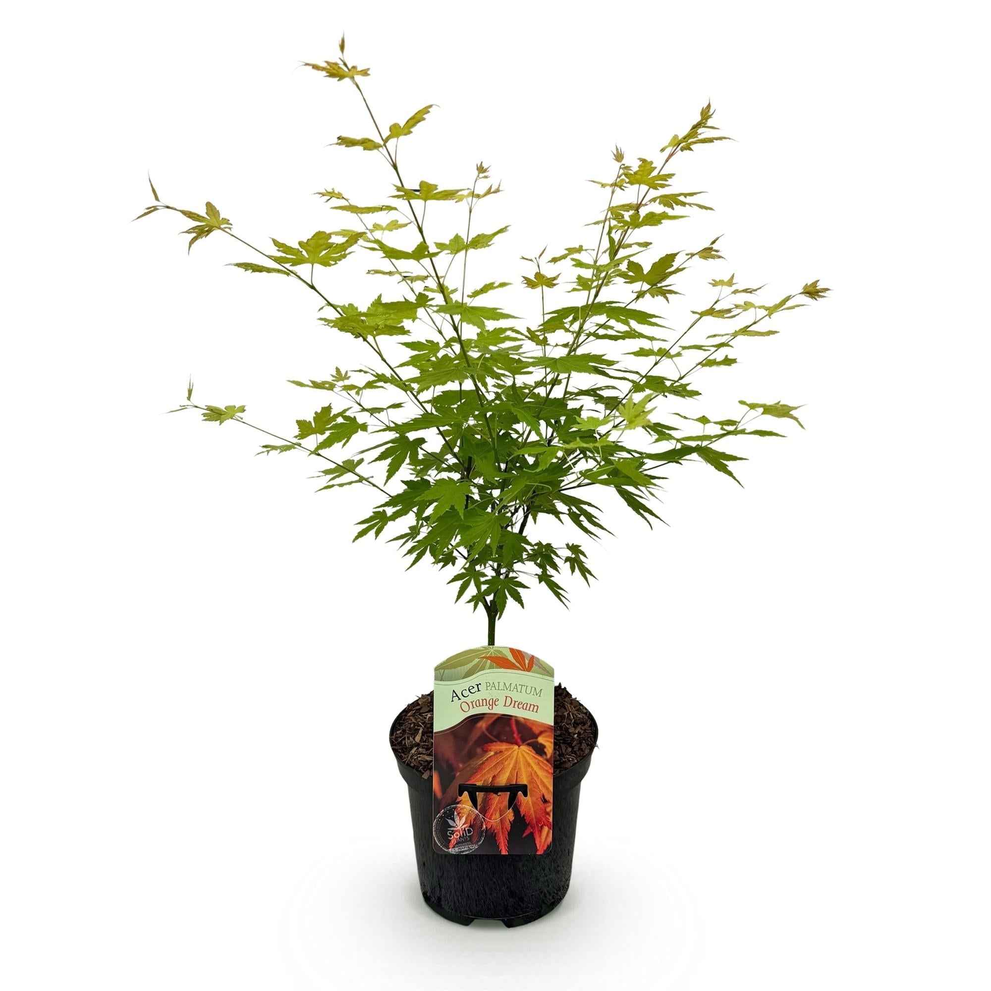 Image of Japanischer Ahorn – Acer palmatum Orange Dream – ca. 70cm hoch – Orange – Gelb – im 19cm Topf – Balkon – & Gartenpflanze – Zierbaum mit Farbwechsel-1