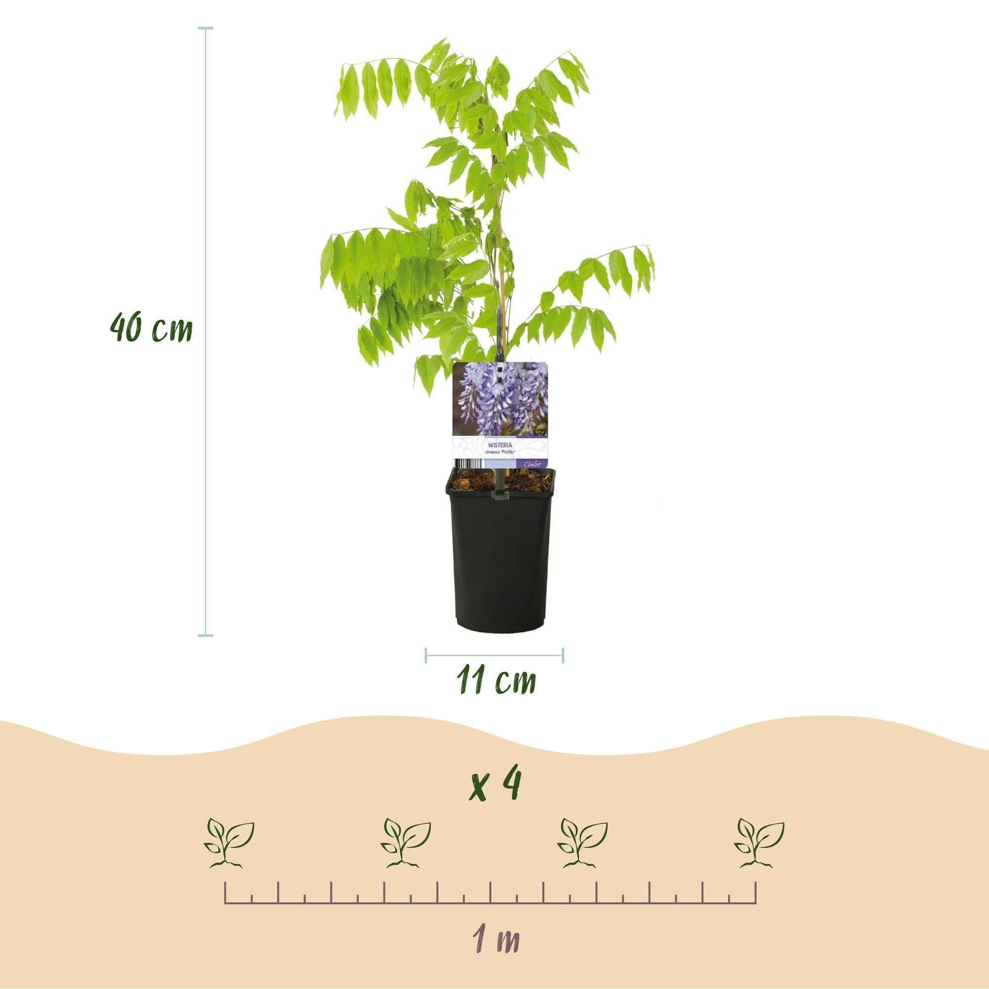Image of Blauregen Wisteria floribunda Prolific – Kletterpflanze – Blüte Blau – Duftend – Schnellwachsend – 11cm Höhe 40cm – Für Pergolen & Zäune