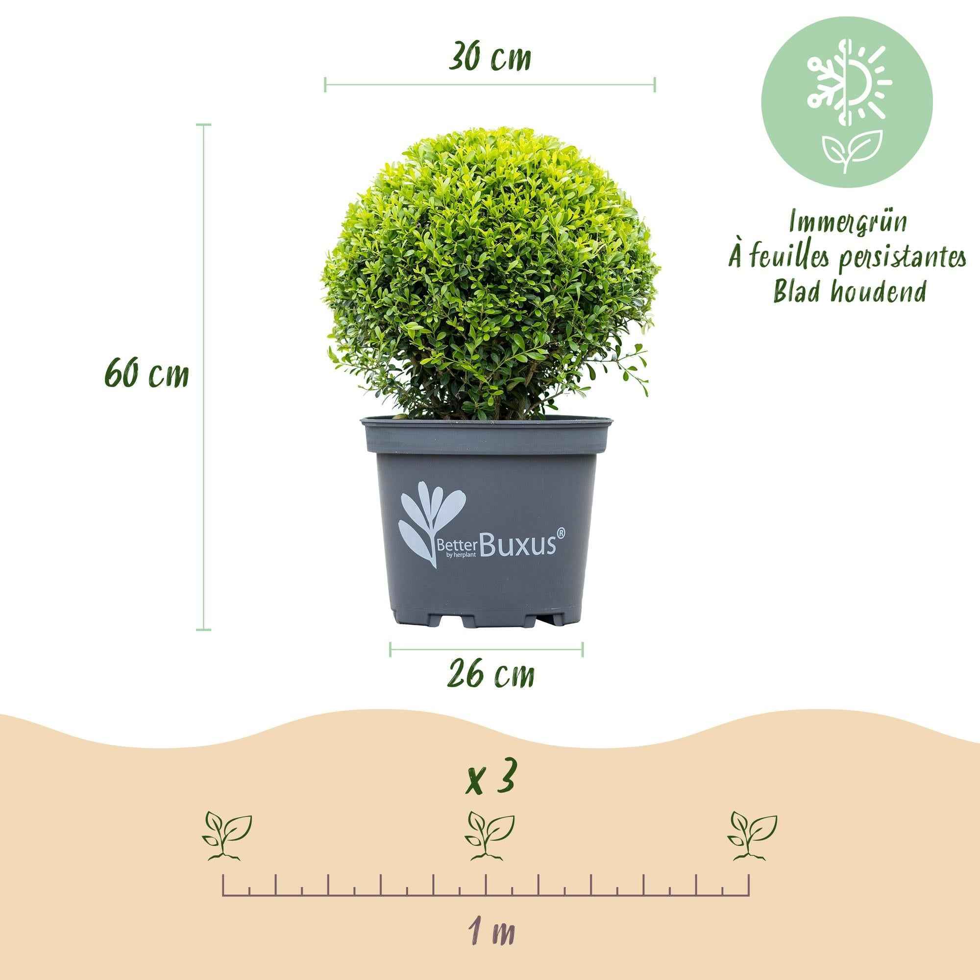 Image of BetterBuxus Skylight Kugel 30cm 26cm widerstandsfähig pflegeleicht für Garten Balkon Terrasse Formschnitt winterhart dekorative Kugelpflanze