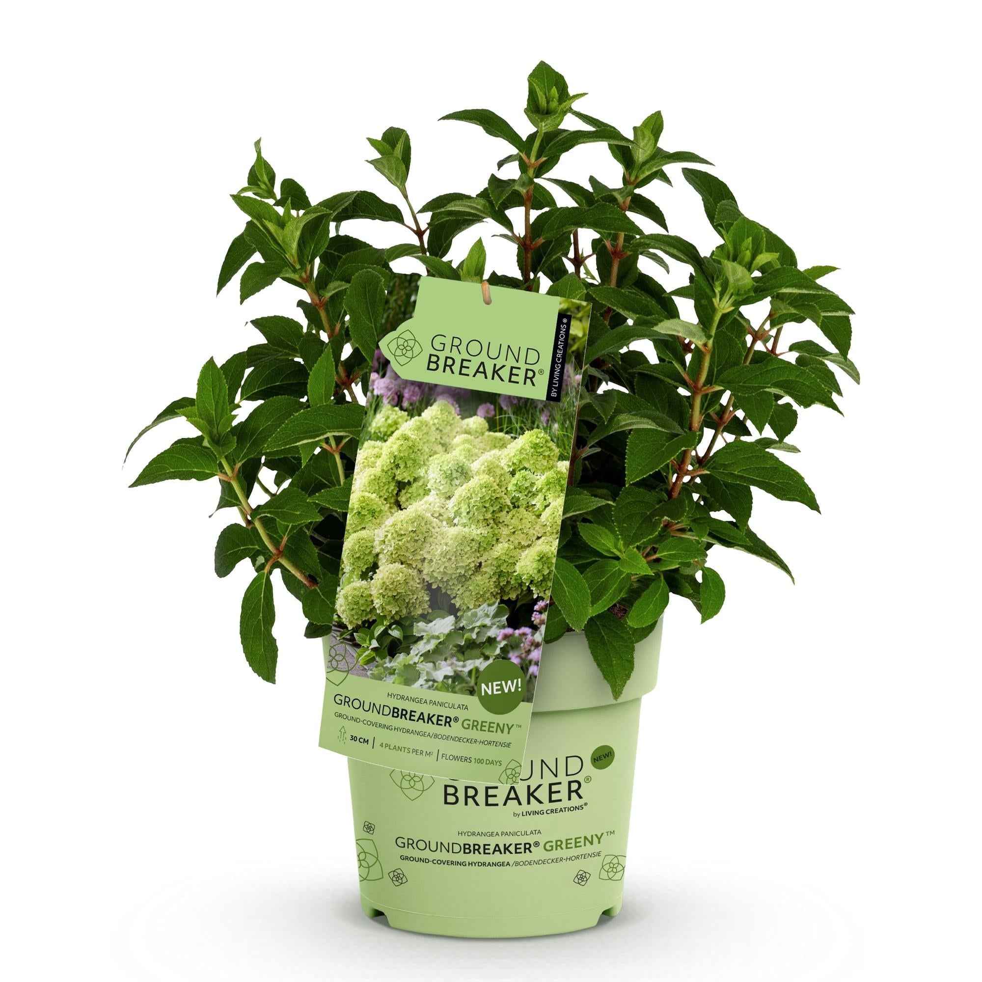 Image of Rispenhortensie Hydrangea paniculata Groundbreaker Greeny winterhart creme 20cm 14cm für Garten Balkon Terrasse Beet bienenfreundlich pflegeleicht-2
