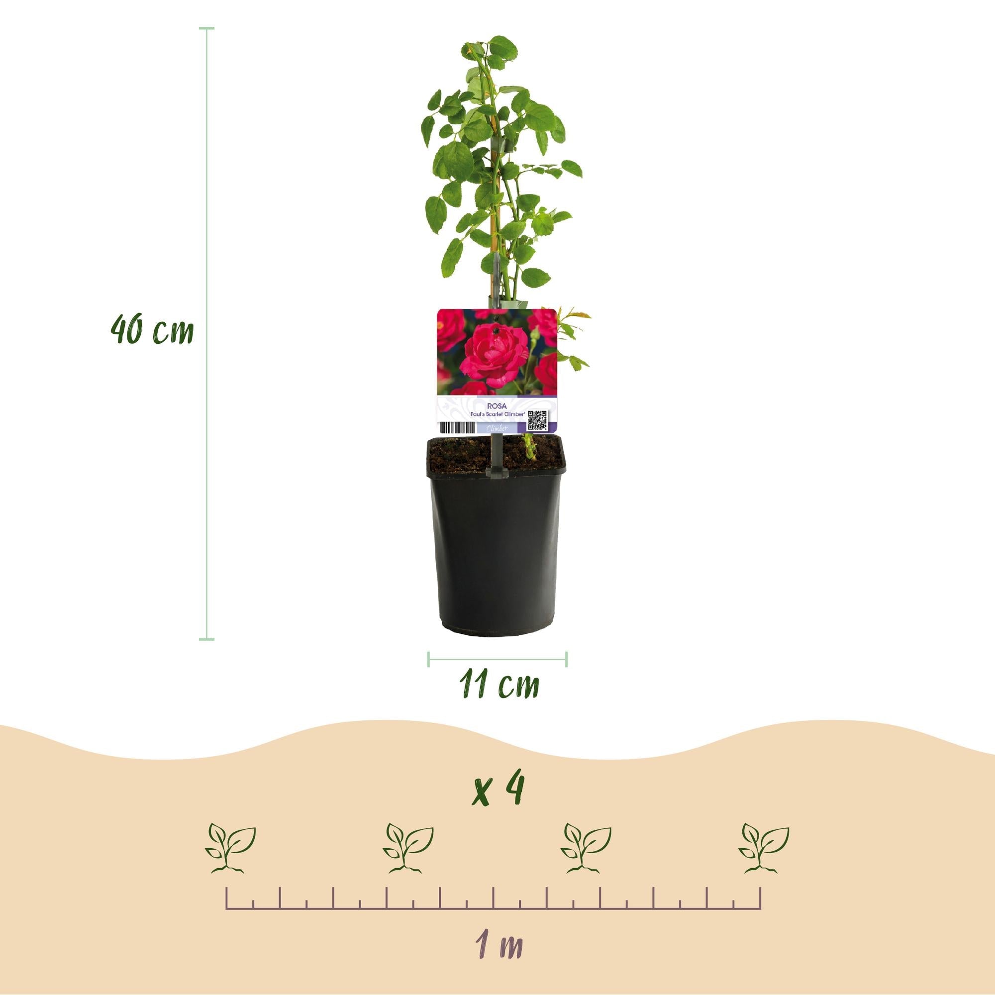 Image of Kletterrose - Rosa Paul Scarlet Climber - Blüte Rot - Wenig Pflege - 2 Pflanzen - Topf 11cm Höhe 40cm-3