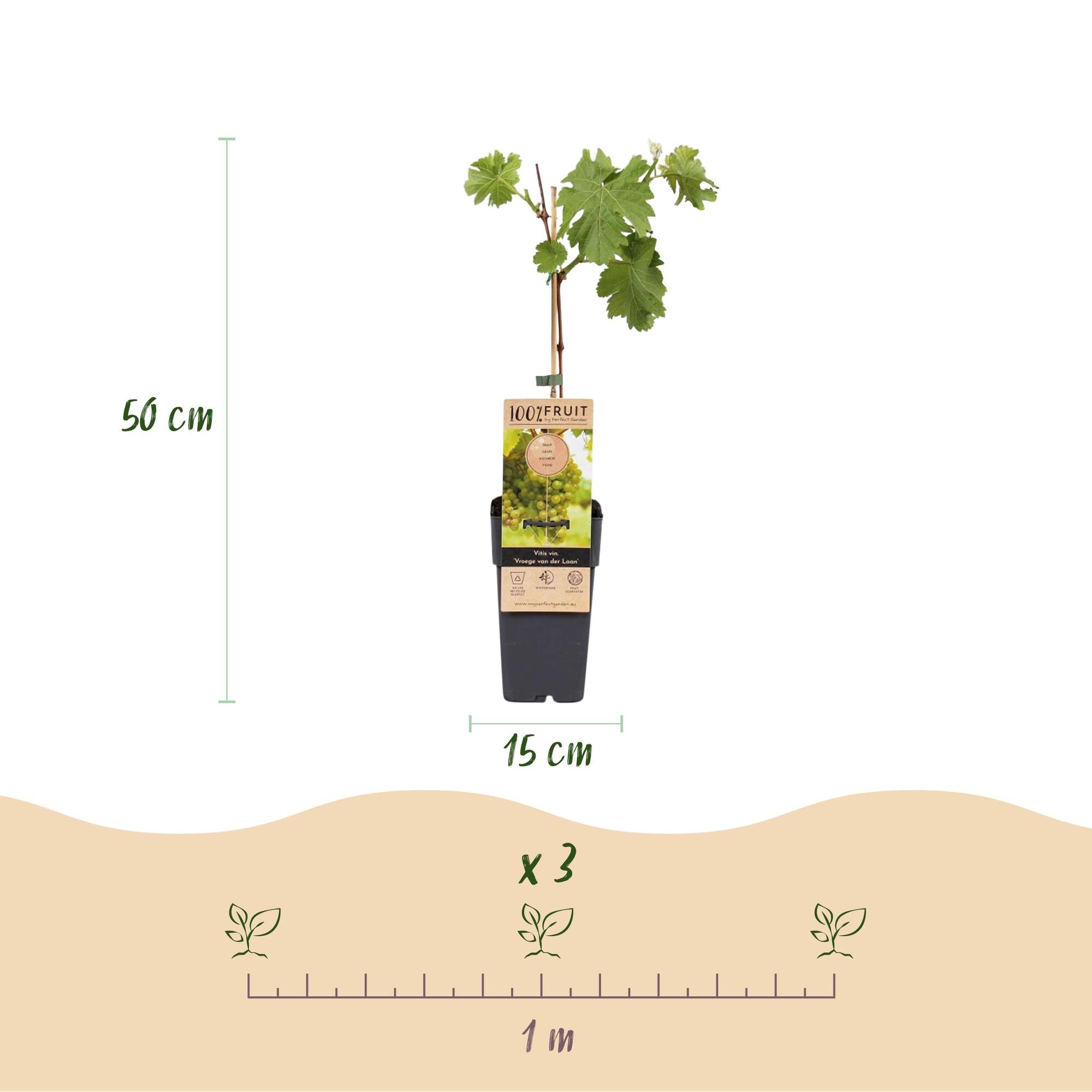 Image of Weinrebe Vitis vinifera Frühzeit von der Laan – Weiße Traube – 2 Pflanzen – Obstpflanze – 15cm – Höhe 50cm-2