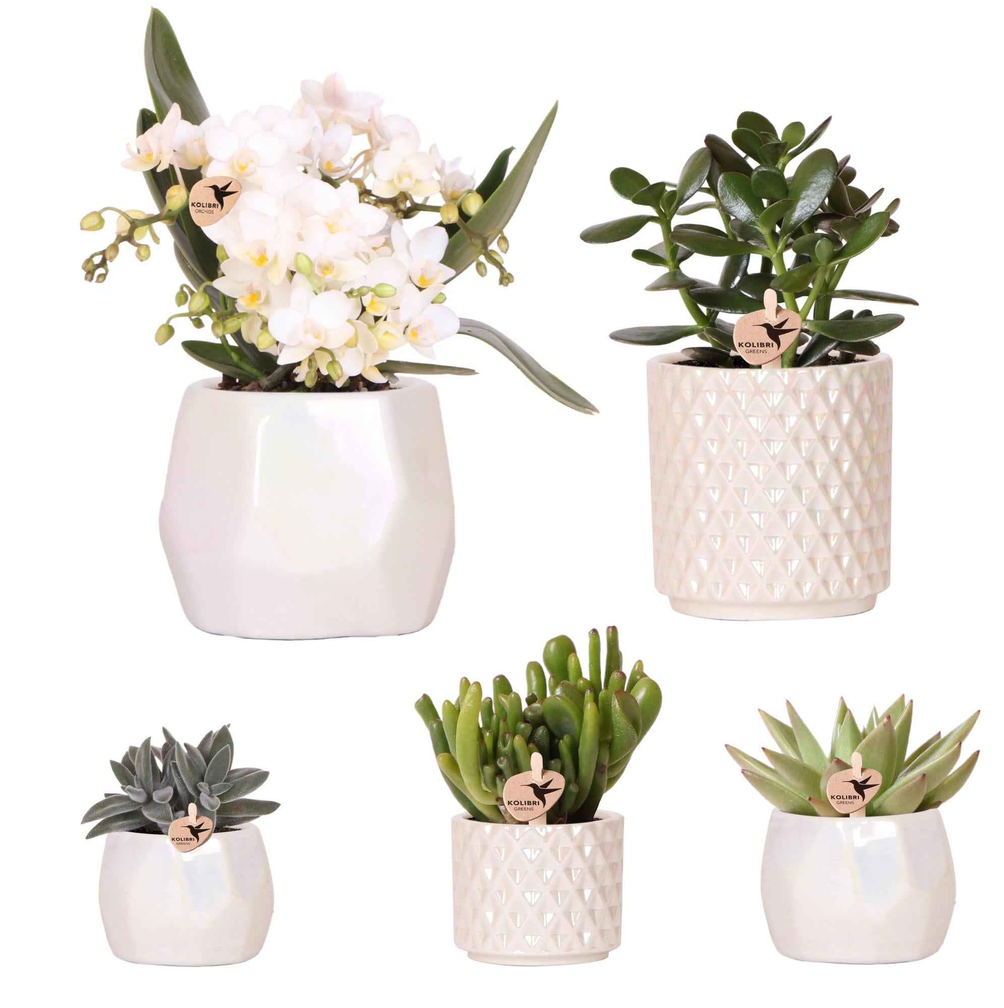 Image of Pflanzen Set mit Zierpflanzgefäßen für Tischdekoration – Elegante Mini Zimmerpflanzen im Topf Ø9cm & Ø6cm – Perfekt für festliche Dinner – Dekoration