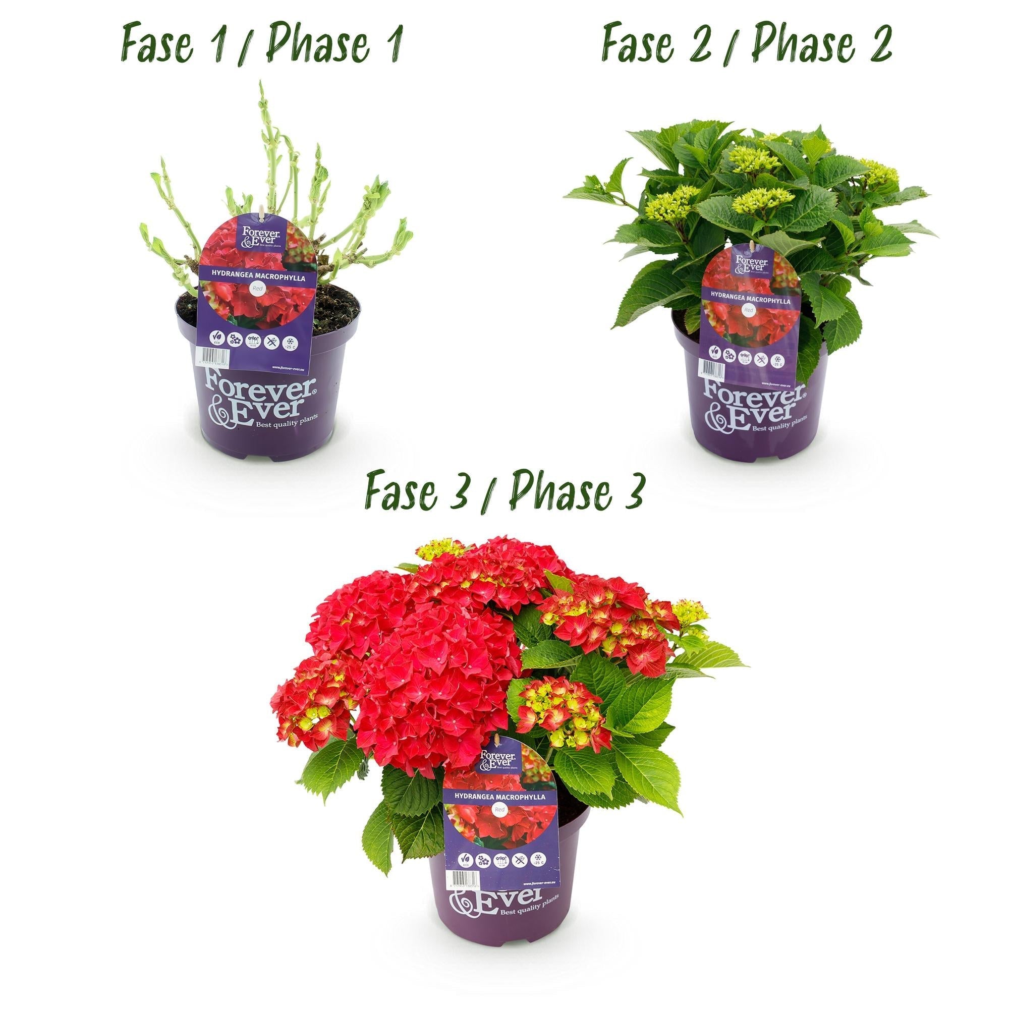 Image of Hortensie Forever & Ever – Hydrangea macrophylla – Rot – Balkonpflanze – 7-12 Blüten – 23cm 55cm hoch – Für Terrasse, Balkon & Beet – Pflegeleicht-3