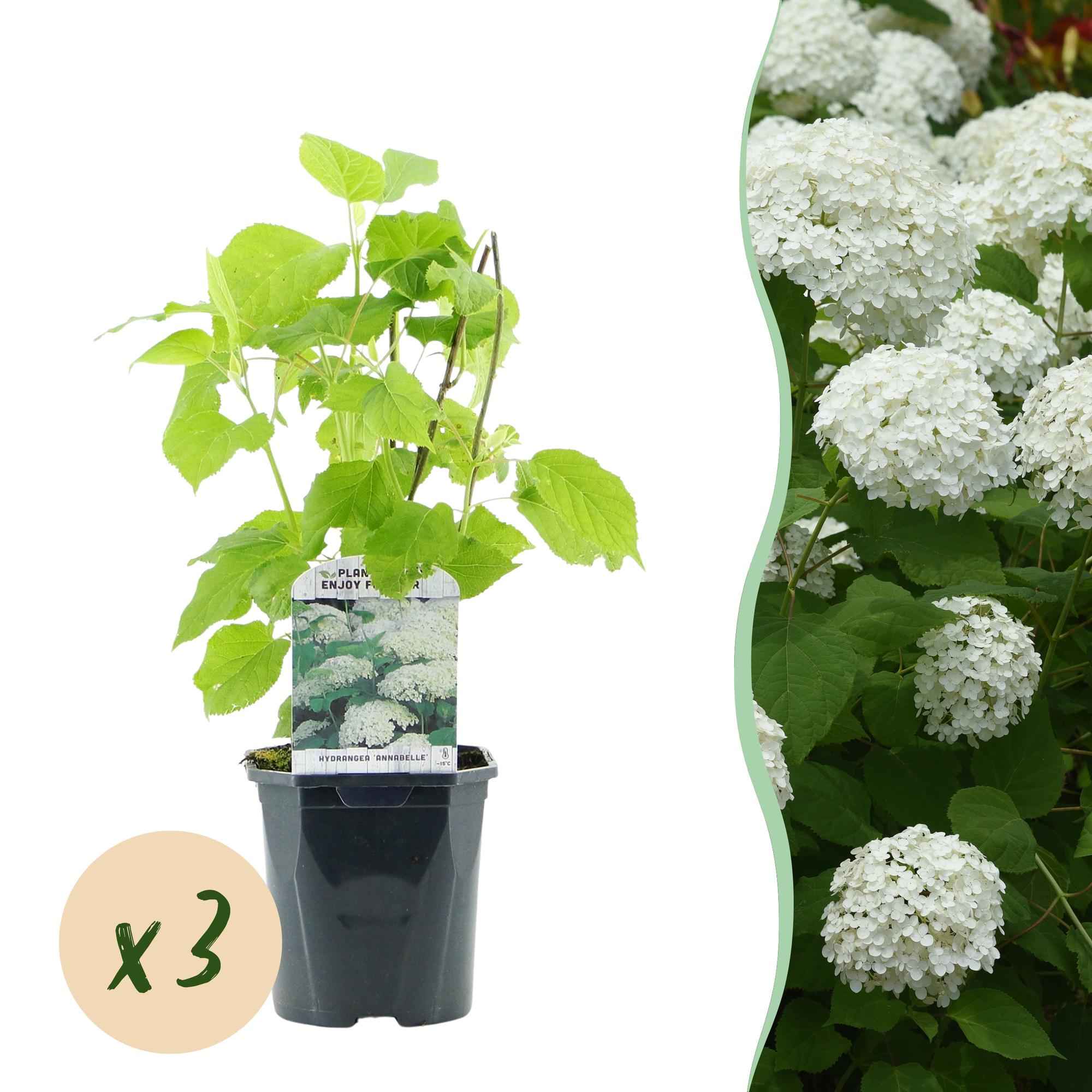 Image of Rispenhortensie – Hydrangea arborescens Annabelle – Weiße Blüte – 3 Pflanzen – 1m2 – Laubabwerfend – Große Blüten – 17cm Höhe 50cm – Winterhart-1