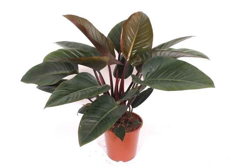 Image of Philodendron Red Beauty Zimmerpflanze 100cm Pflegeleichte Grünpflanze mit rot getönten Blättern für Wohnzimmer Büro & Innenräume-0
