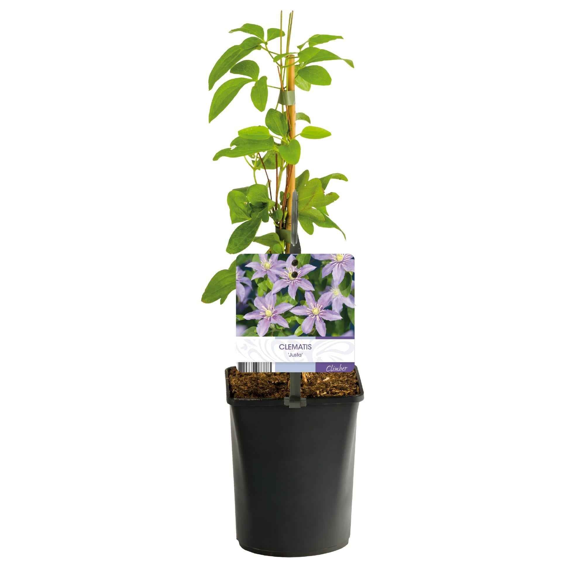 Image of Waldrebe Clematis Justa Kletterpflanze hellblau 2 Pflanzen 11cm 40cm pflegeleicht winterhart für Garten Balkon Terrasse Zaun Pergola Rankhilfe-2