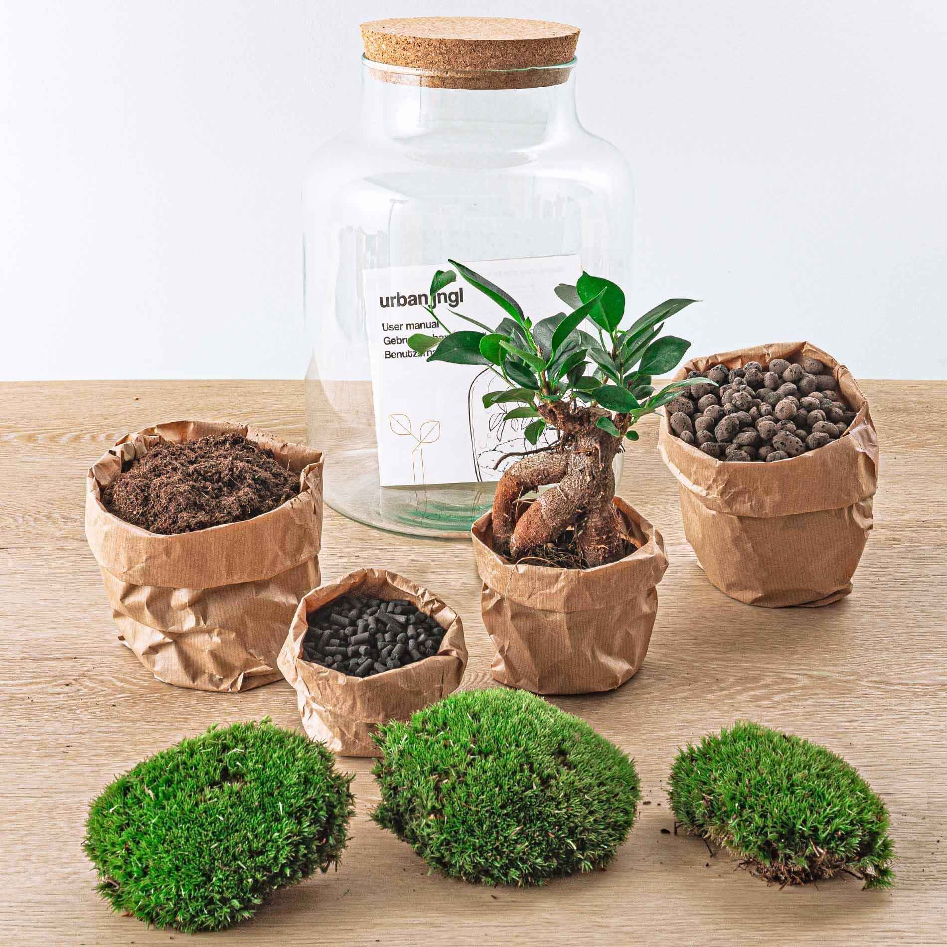 Image of Flaschengarten DIY Bausatz Terrarium Milky Bonsai – Ø21cm – ↕30cm – Do – It – Yourself Flaschengarten Set mit Ficus Ginseng Bonsai-2