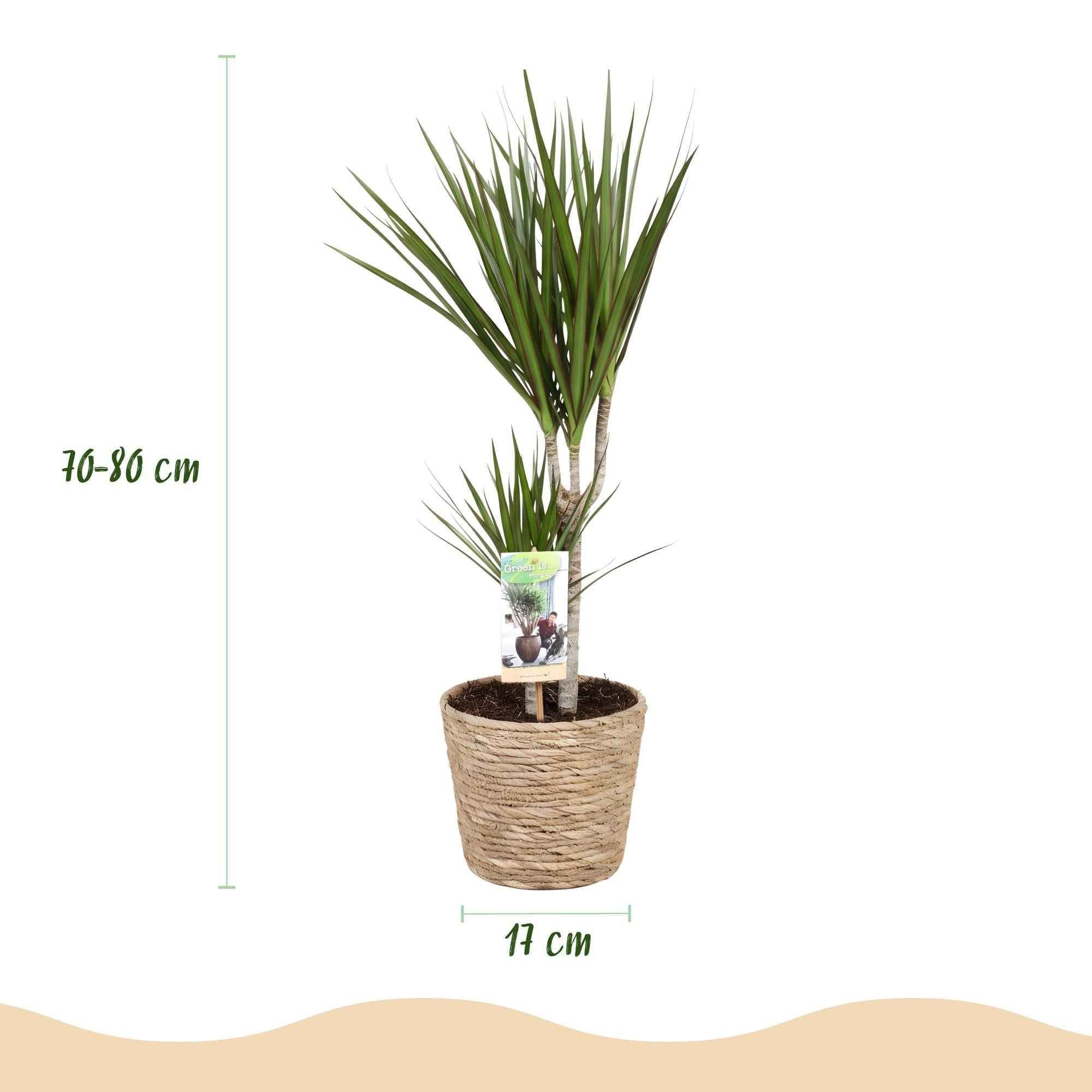 Image of Dracaena Marginata – 70-80cm – 17cm inkl. Naturkorb – Pflegeleichter Drachenbaum – Grün mit roten Rändern-2