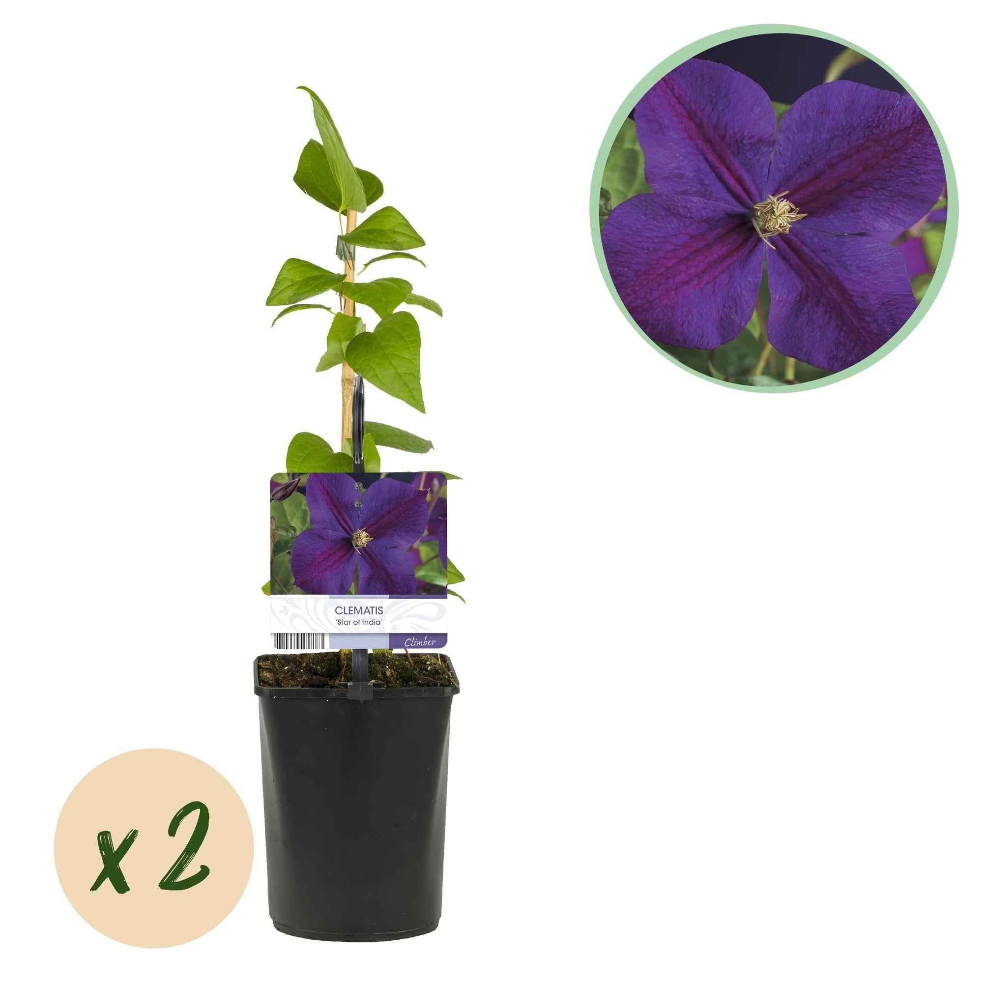 Image of Kletterpflanze Clematis Star of India – Tiefblaue Blüten – 2 Pflanzen – 11cm x H40cm – Pflegeleicht & Winterhart – Ideal für Garten, Balkon & Pergolen