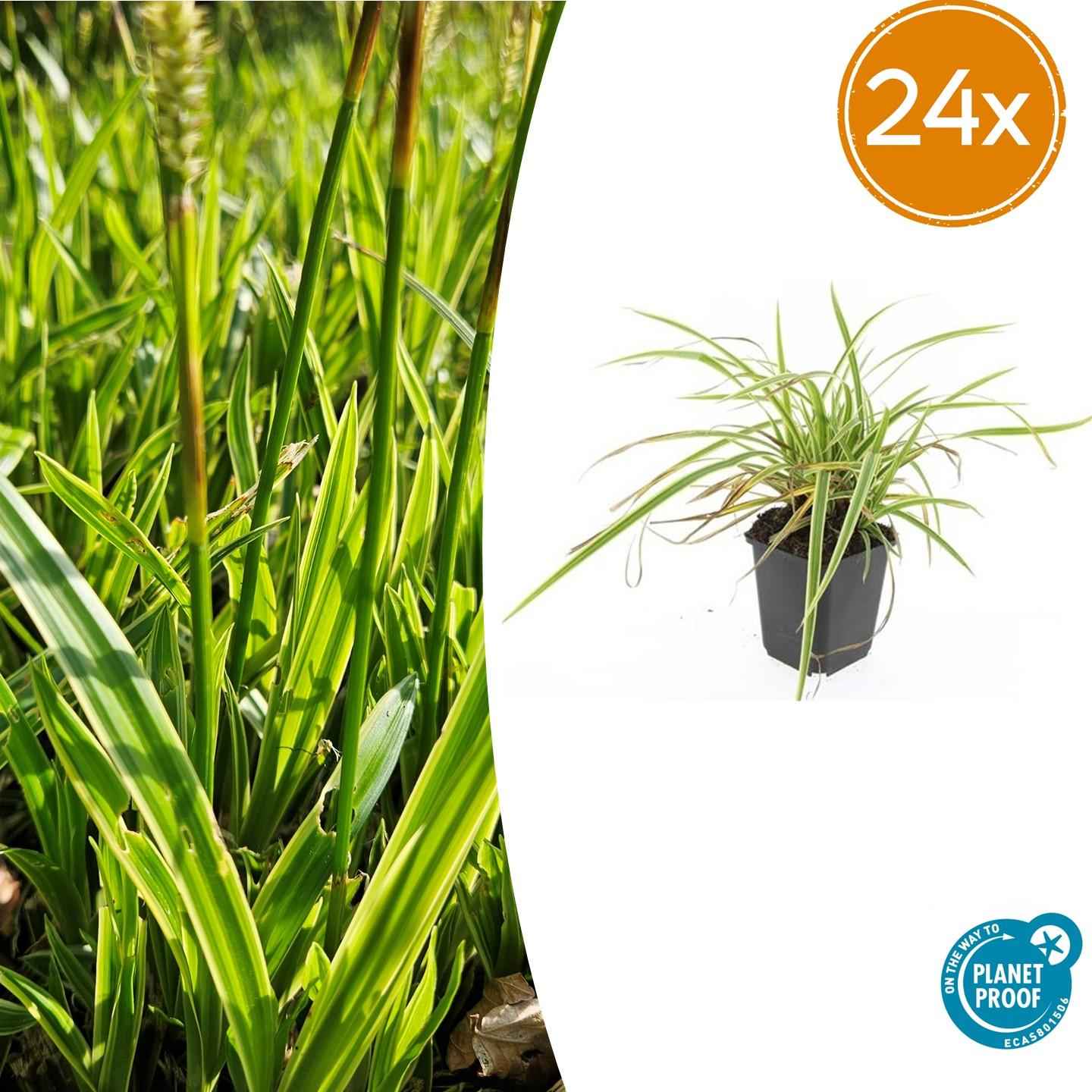 Image of Carex morrowii 'Aureovariegata' – Japan-Segge – 24 Pflanzen – gelb-grün panaschiert – Ø9cm – ↕10–25cm – immergrün – schattenverträglich – pflegeleicht – winterhart-1