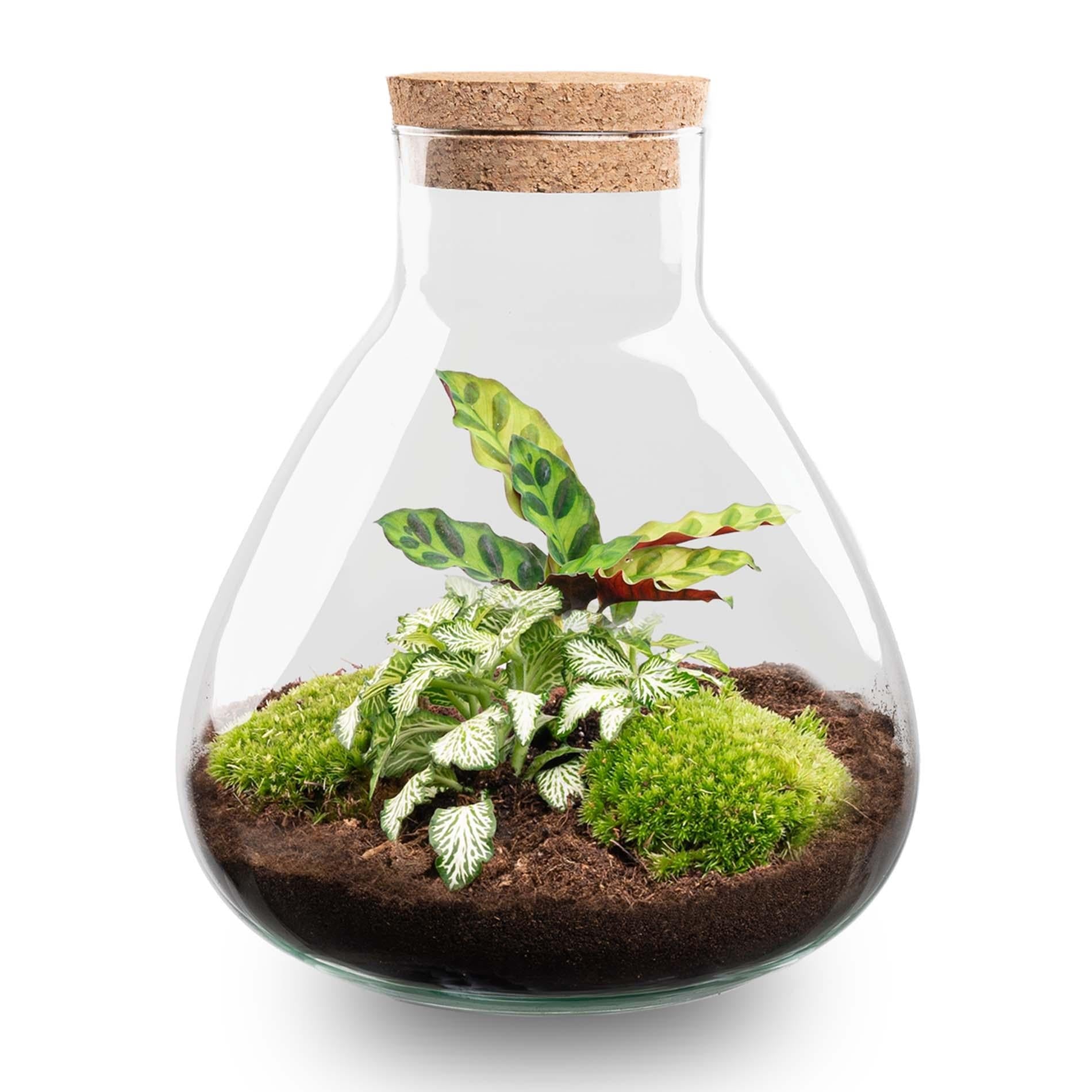 Image of Flaschengarten Sammie DIY – Pflanzenterrarium im Glas mit Korkdeckel – Mini – Dschungel im Glas Ø22,5×H27cm – inkl. Calathea & Moos-0