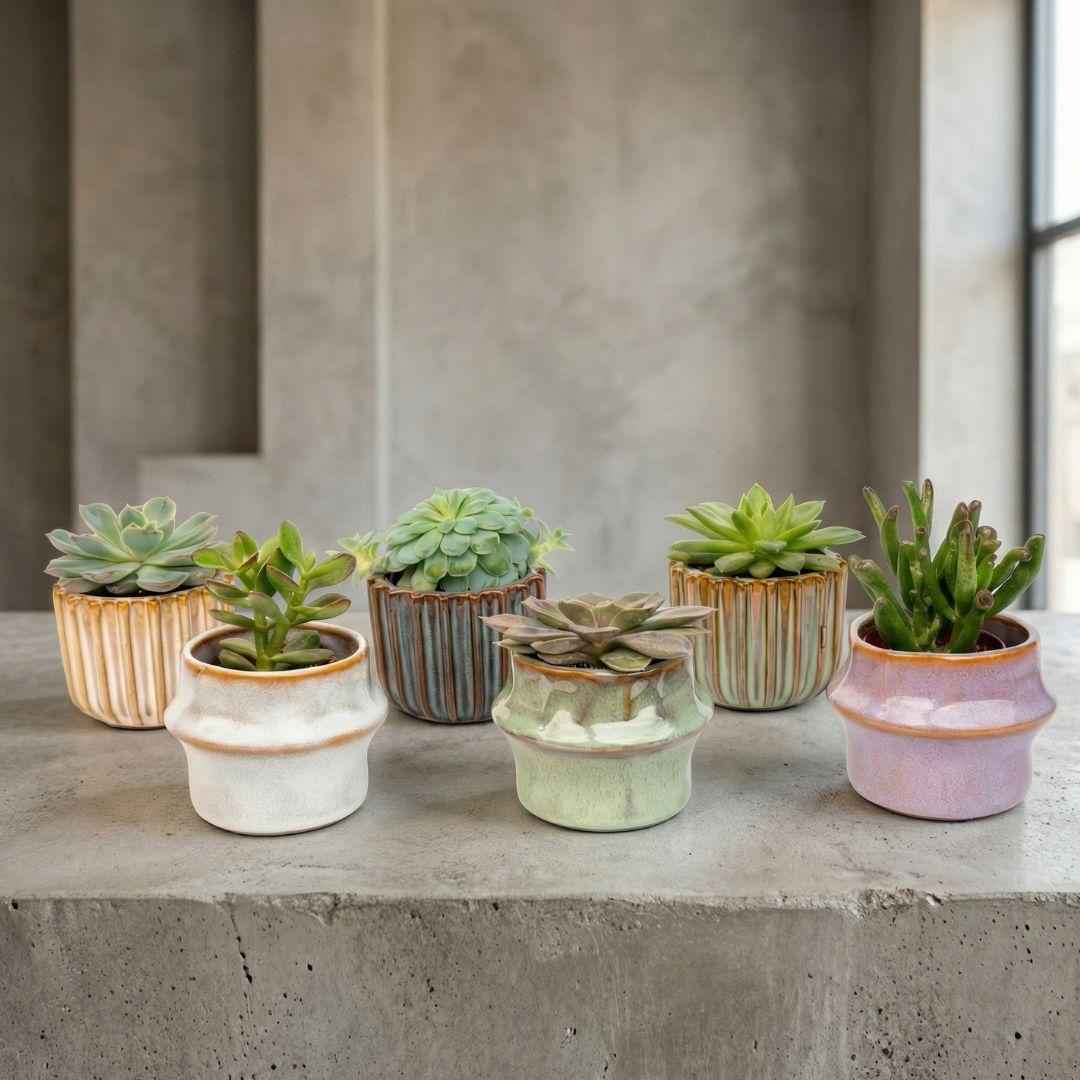 Image of Sukkulenten – Set 6 Stück mit Keramiktöpfen – Mini Sukkulenten 8-12cm – Barcelona Design Töpfe Ø7,2cm – pflegeleichte Zimmerpflanzen Deko-2