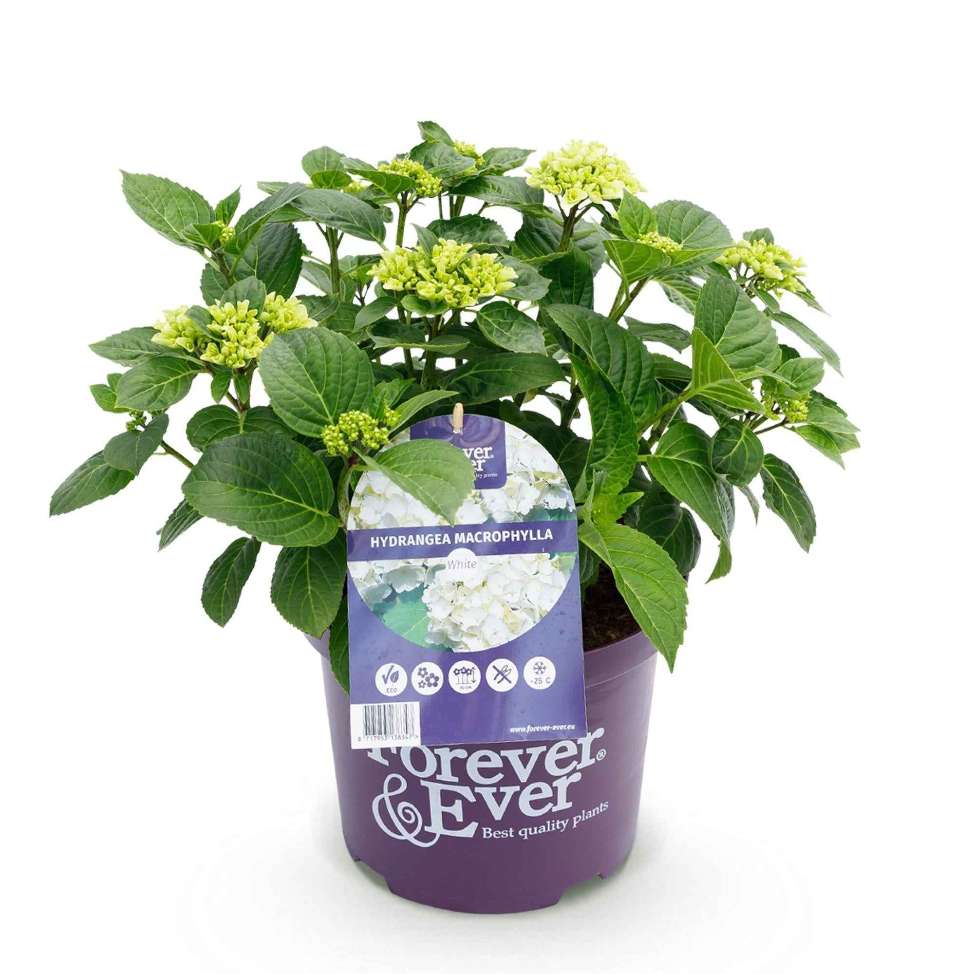 Image of Hortensie Hydrangea macrophylla Forever & Ever Weiß – Balkonpflanze – 7-12 Blüten – Topf 23cm – Höhe 55cm – Pflegeleicht – Für Beet, Terrasse & Balkon-1