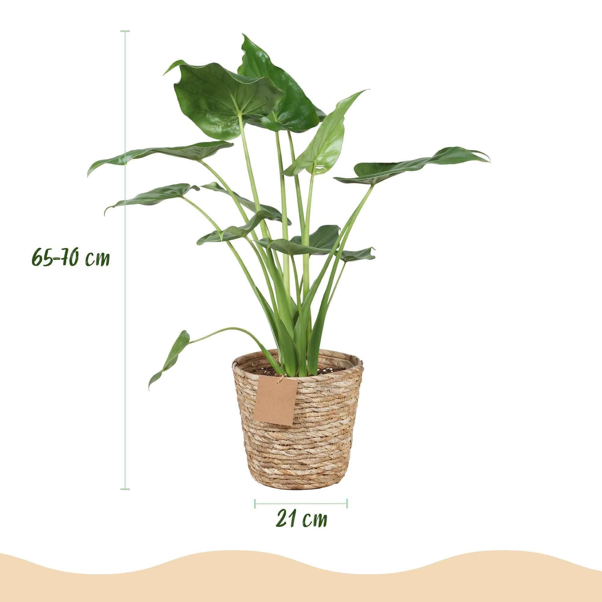Image of Alocasia Cucullata – Buddha – Hand – 65-70cm – 21cm inkl. Naturkorb – Pflegeleichte exotische Zimmerpflanze – Herzförmige glänzende Blätter-2