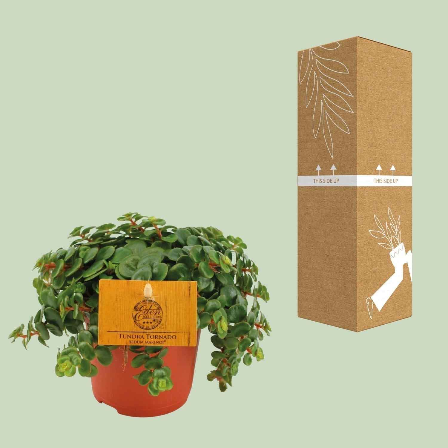 Image of Fetthenne Sedum Tornado – Zimmerpflanze – Ø11cm – Höhe 15cm – Pflegeleicht – Halbschatten – Sukkulente für Zuhause