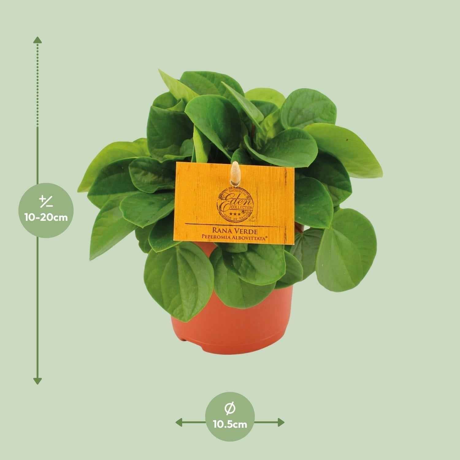 Image of Zwergpfeffer – Peperomia Rana Verde – Zimmerpflanze – Ø11cm – ↕15cm – Pflegeleicht – Halbschatten – Glänzendes Blattwerk-1