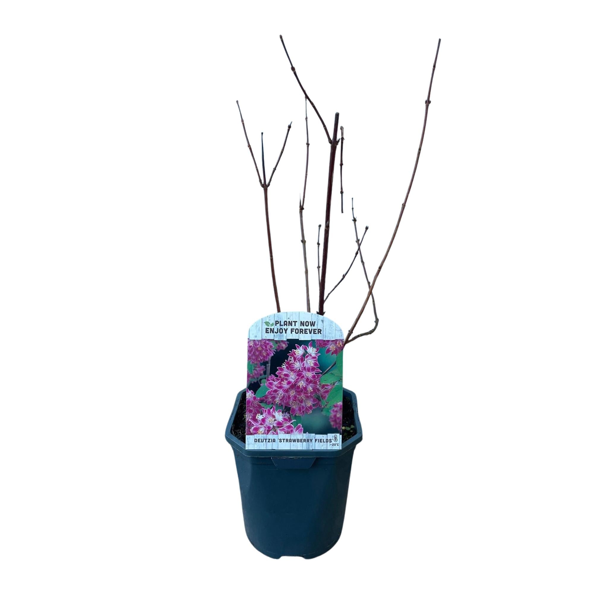 Image of Sternchenstrauch – Deutzia hybrida Strawberry Fields – Rosa Blüten – Strauch – 17cm – Höhe 45cm – Wenig Pflege-4