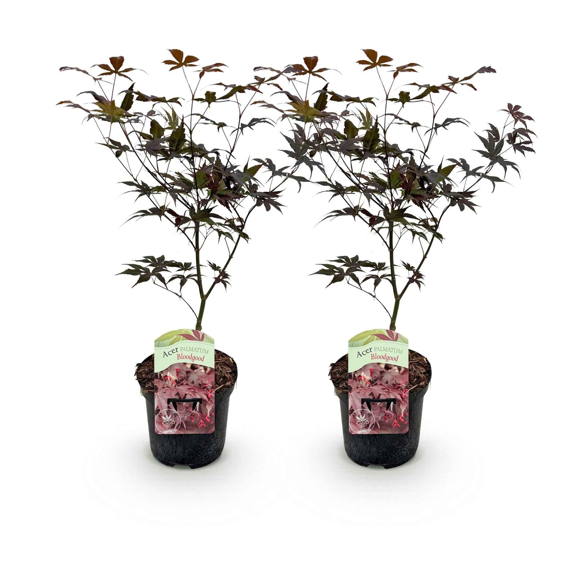 Image of Japanischer Ahorn Acer palmatum Bloodgood – Rot – 2 Pflanzen – Laubabwerfender Zierbaum – 19cm – Ca. 70cm hoch – Für Balkon, Terrasse & Beet-1