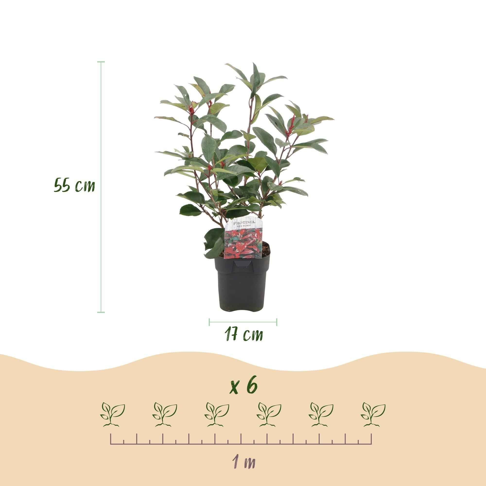 Image of Photinia fraseri Red Robin – 6 Pflanzen für 1 laufenden Meter – Frasers Glanzmispel – Immergrüne Heckenpflanze im 17cm Topf – ca. 55cm hoch-4
